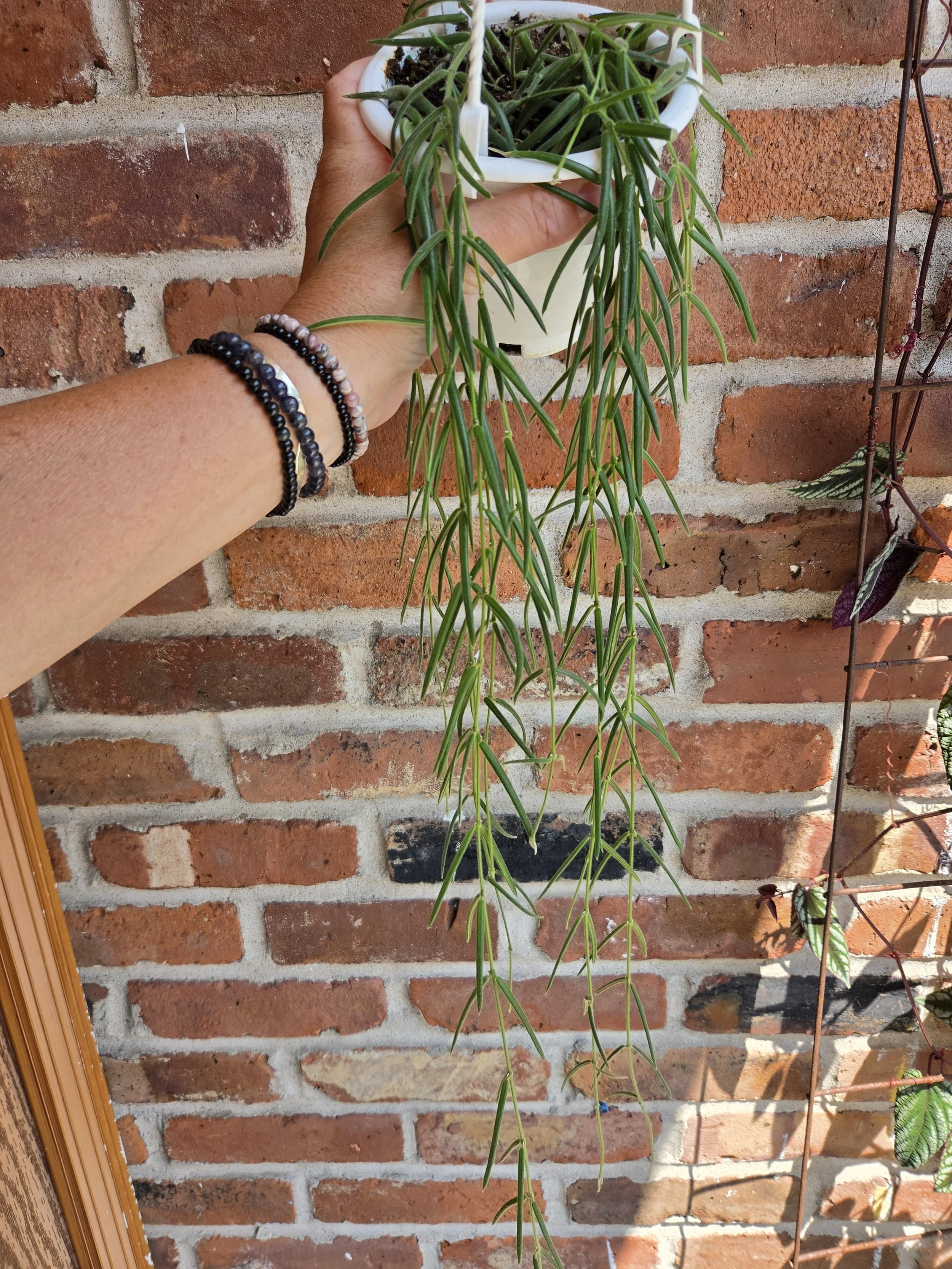 Hoya linearis