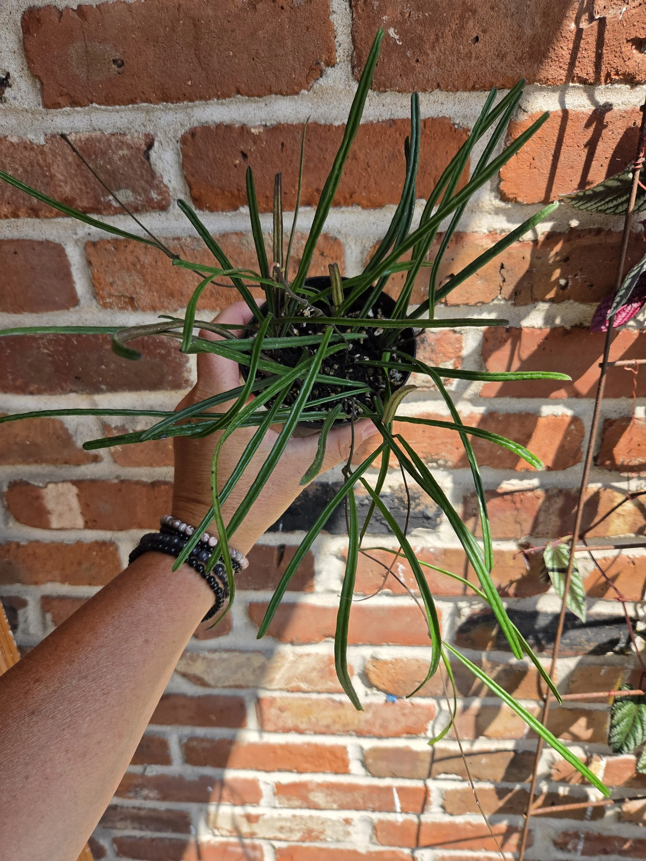 Hoya insularis