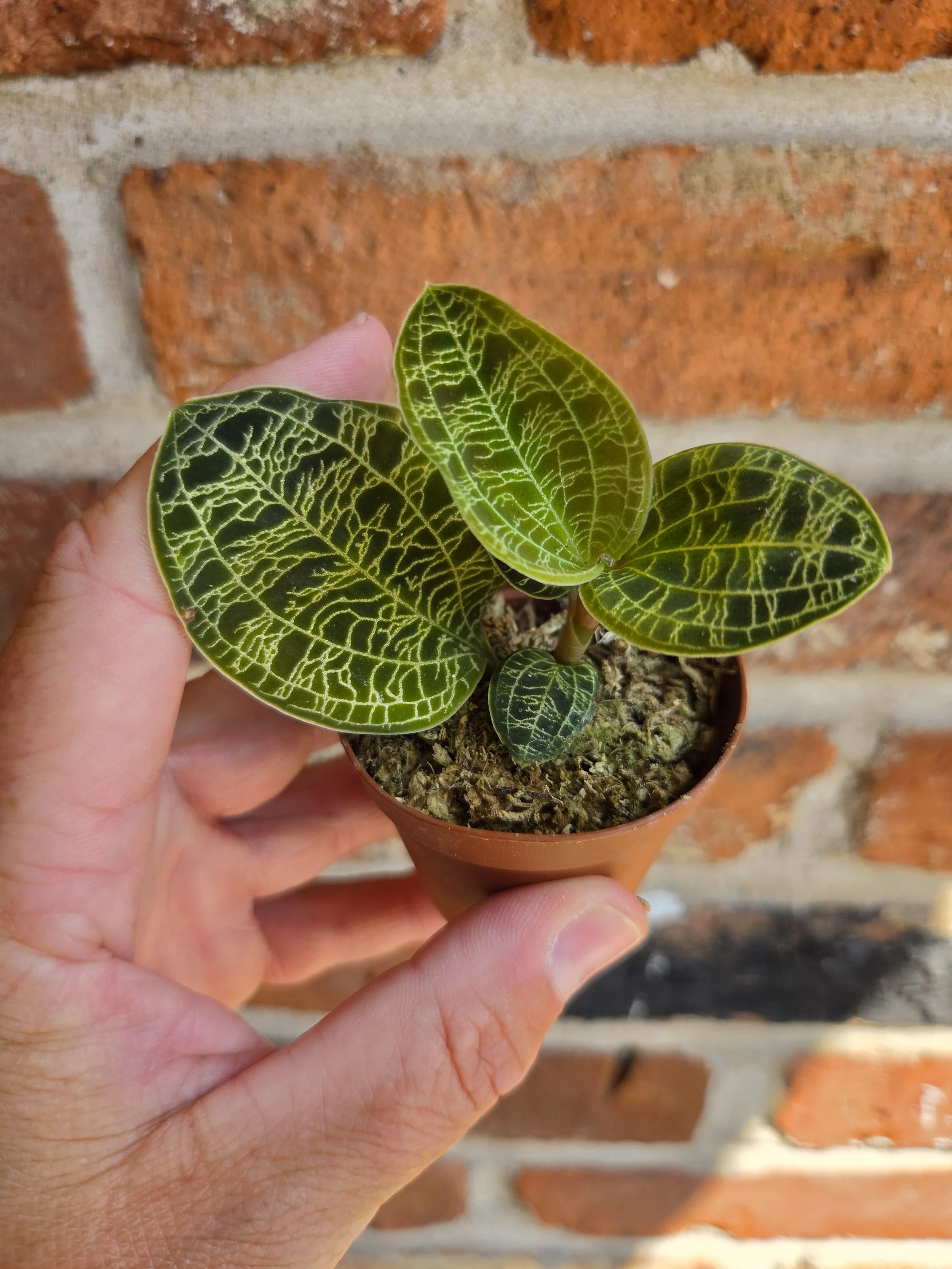 Jewel Orchid (Macodes petola)