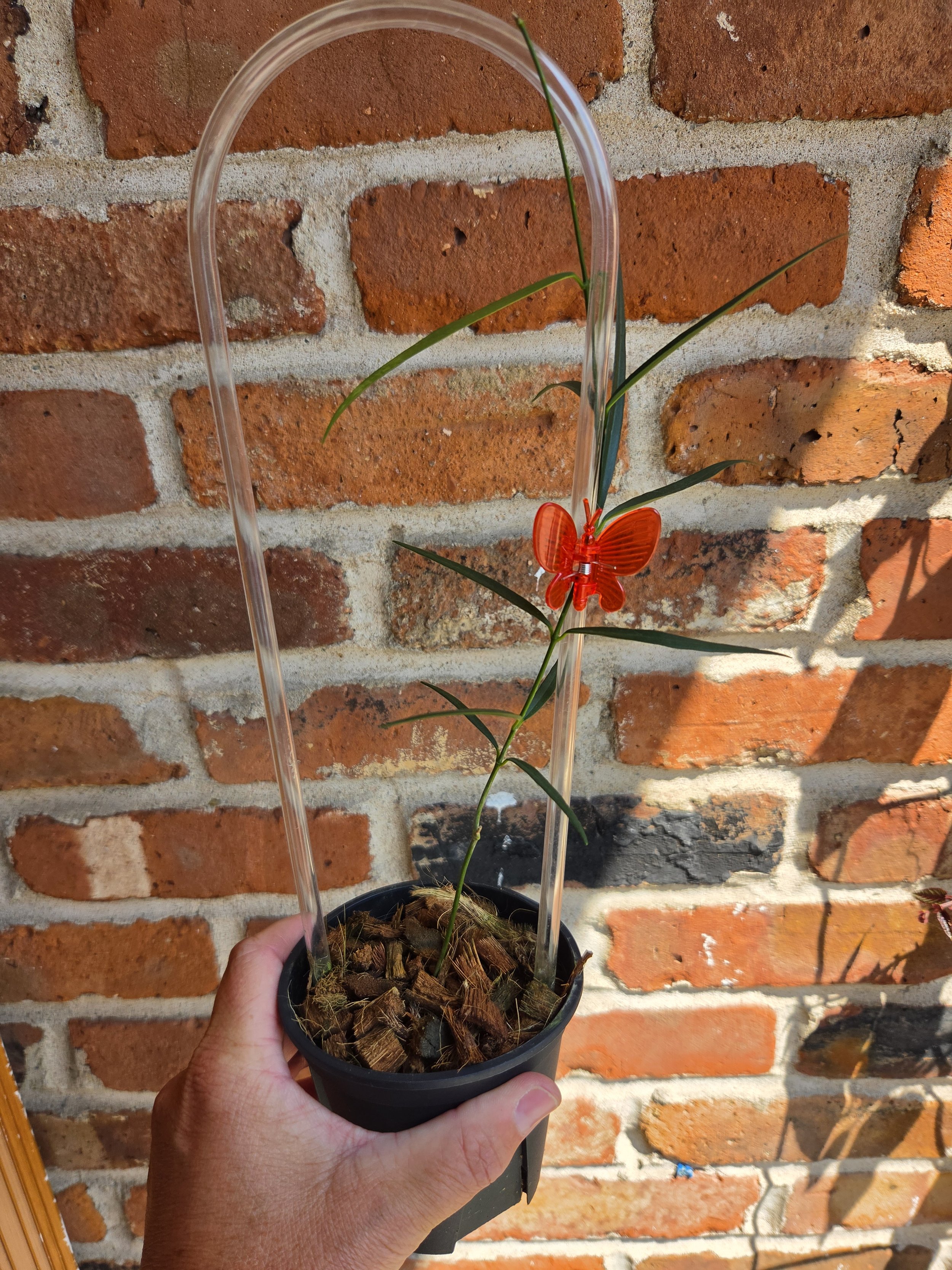 Hoya stenophylla