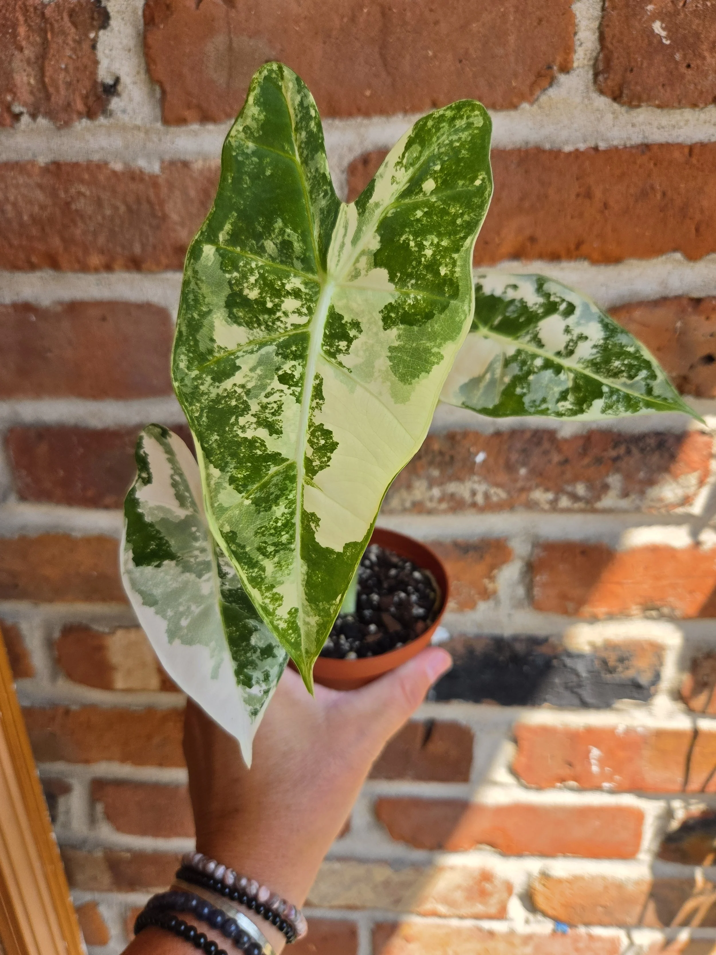 Alocasia micholitziana 'Frydek'