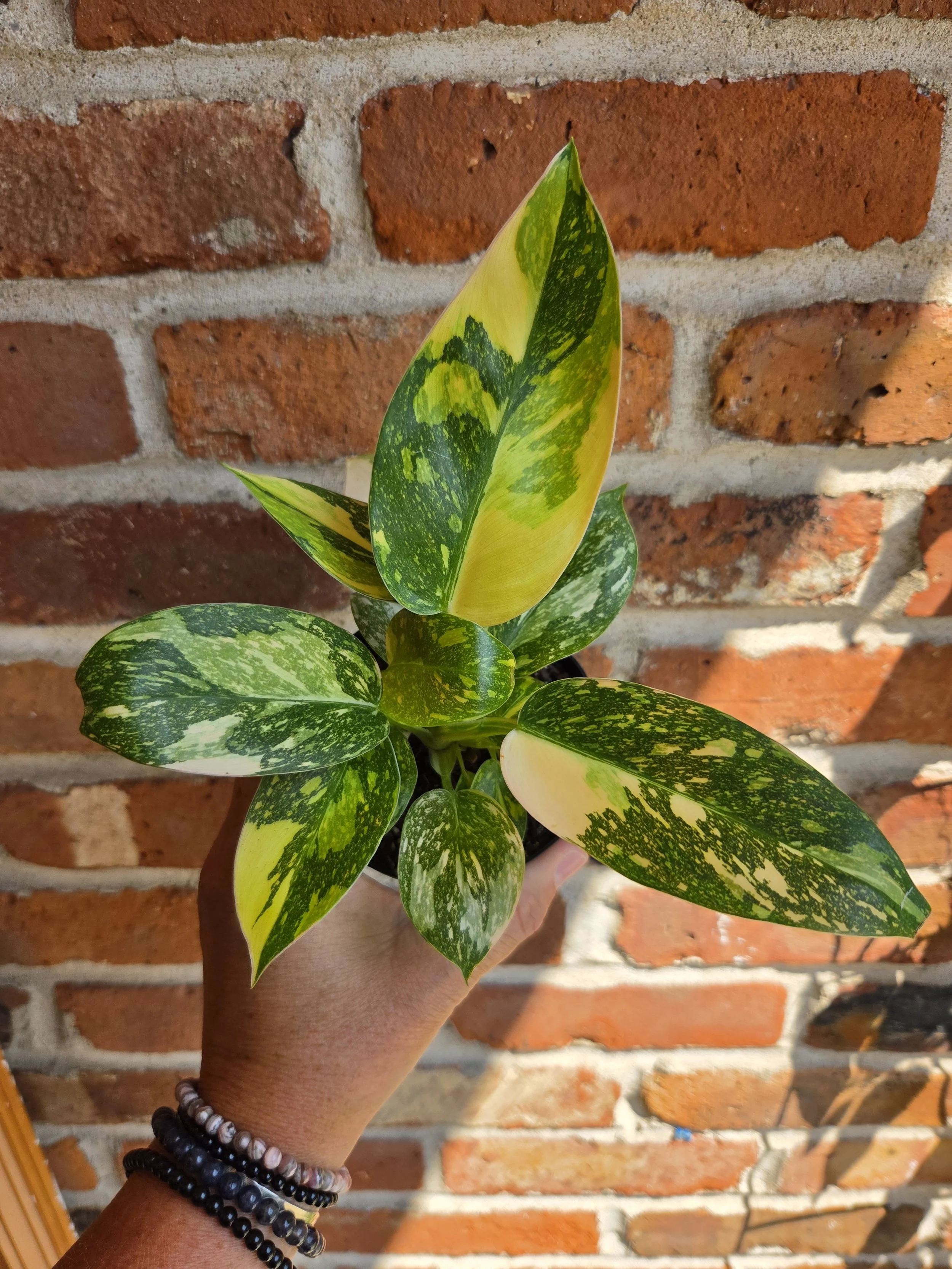 Philodendron Green Congo 'Copper Flame'