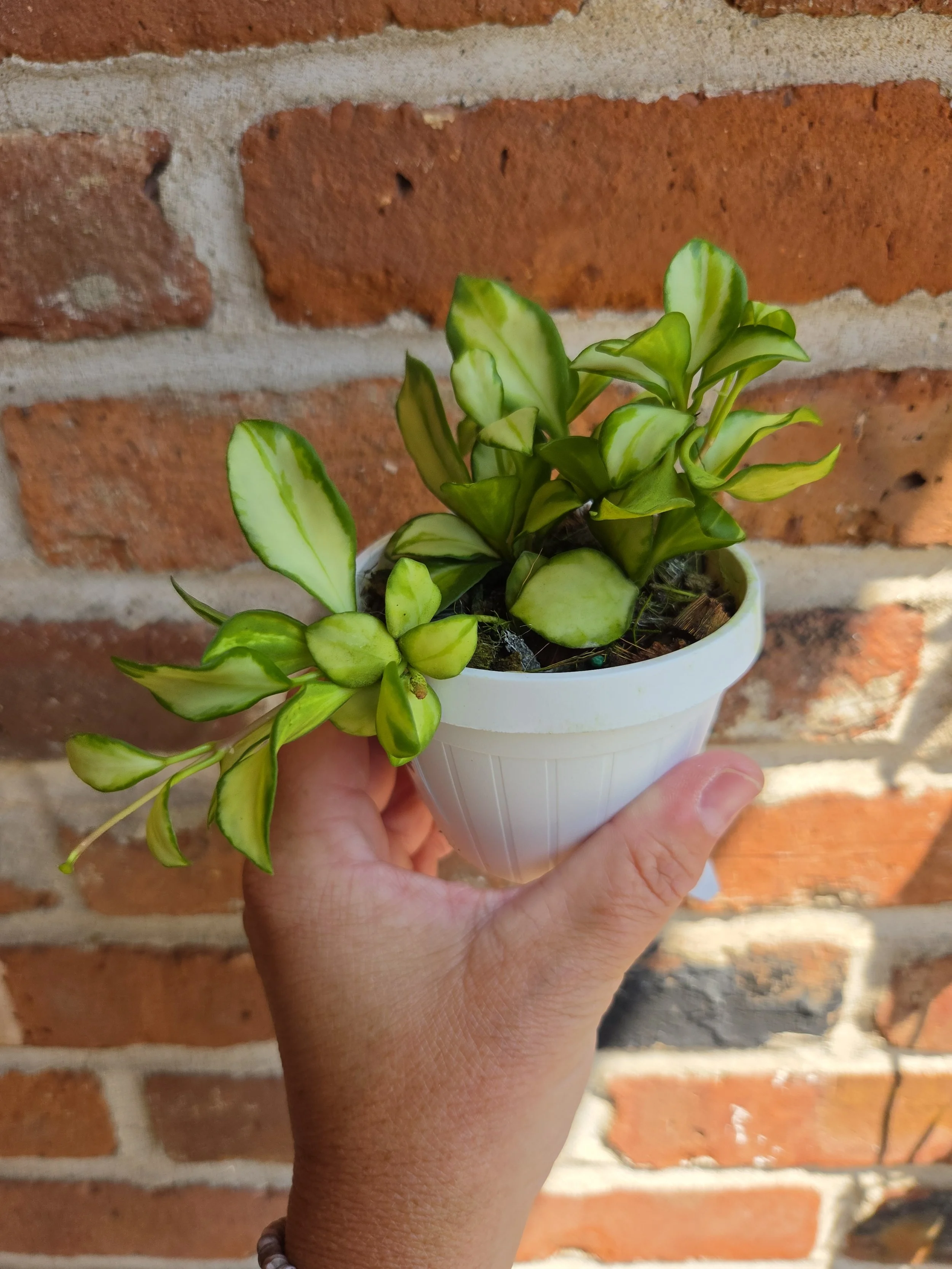 Hoya heuschkeliana veriegata