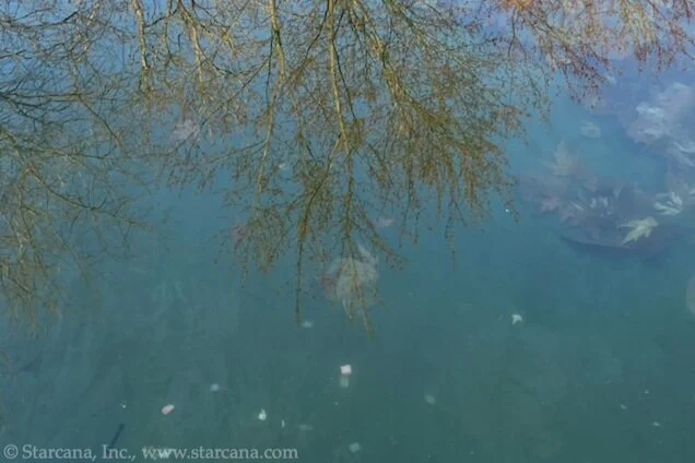 reflections.jpg