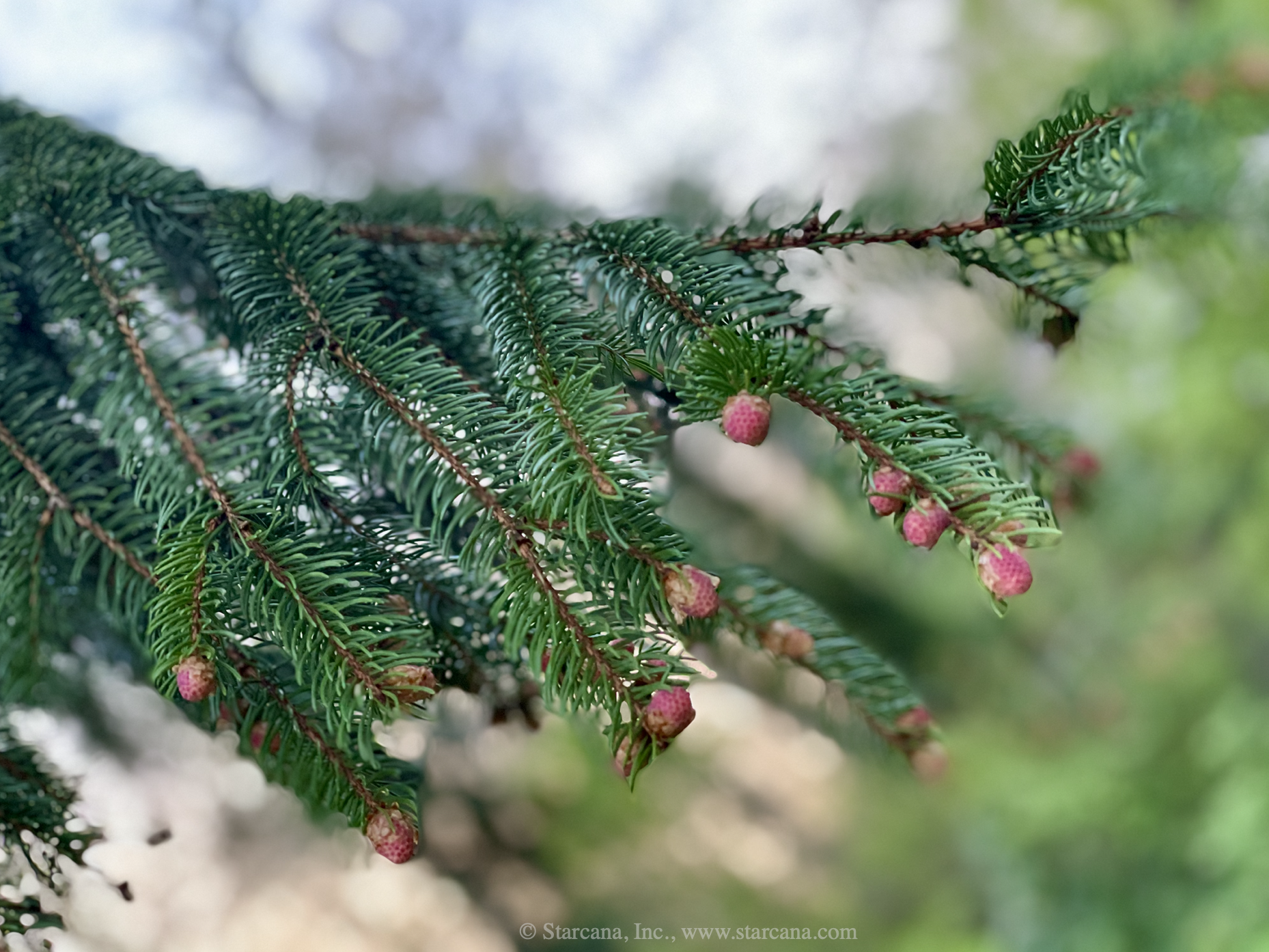 healing_pine.png