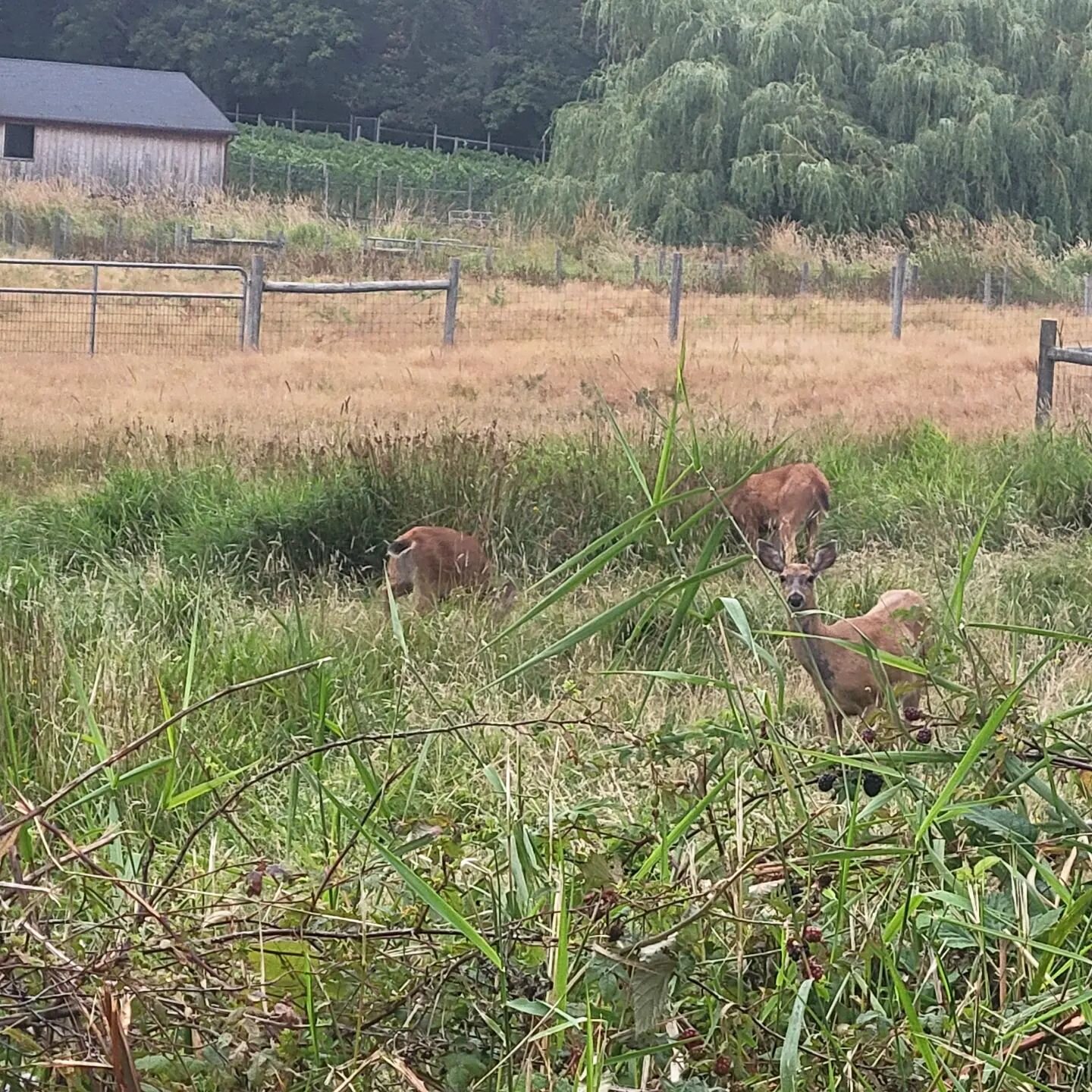 This sweet deer family was not even mildly concerned with my presence. 

#vashon #Vashonlife #vashonvacationrental #vashonislandlife #vashonisland #islandlife #isthmuslife #islandtime #islandvacation