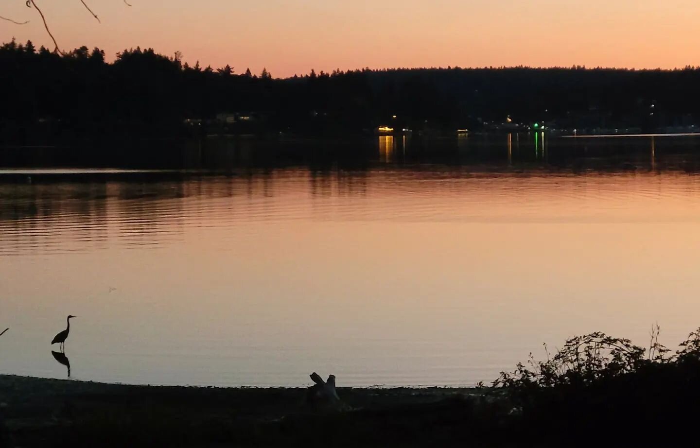 &quot;Cuteleaf&quot;, our Quartermaster heron is enjoying the sunset as much as we are.

#vashon #Vashonlife #vashonvacationrental #vashonislandlife #vashonisland #islandlife #isthmuslife #islandtime #islandvacation #quartermastercabin #quartermaster