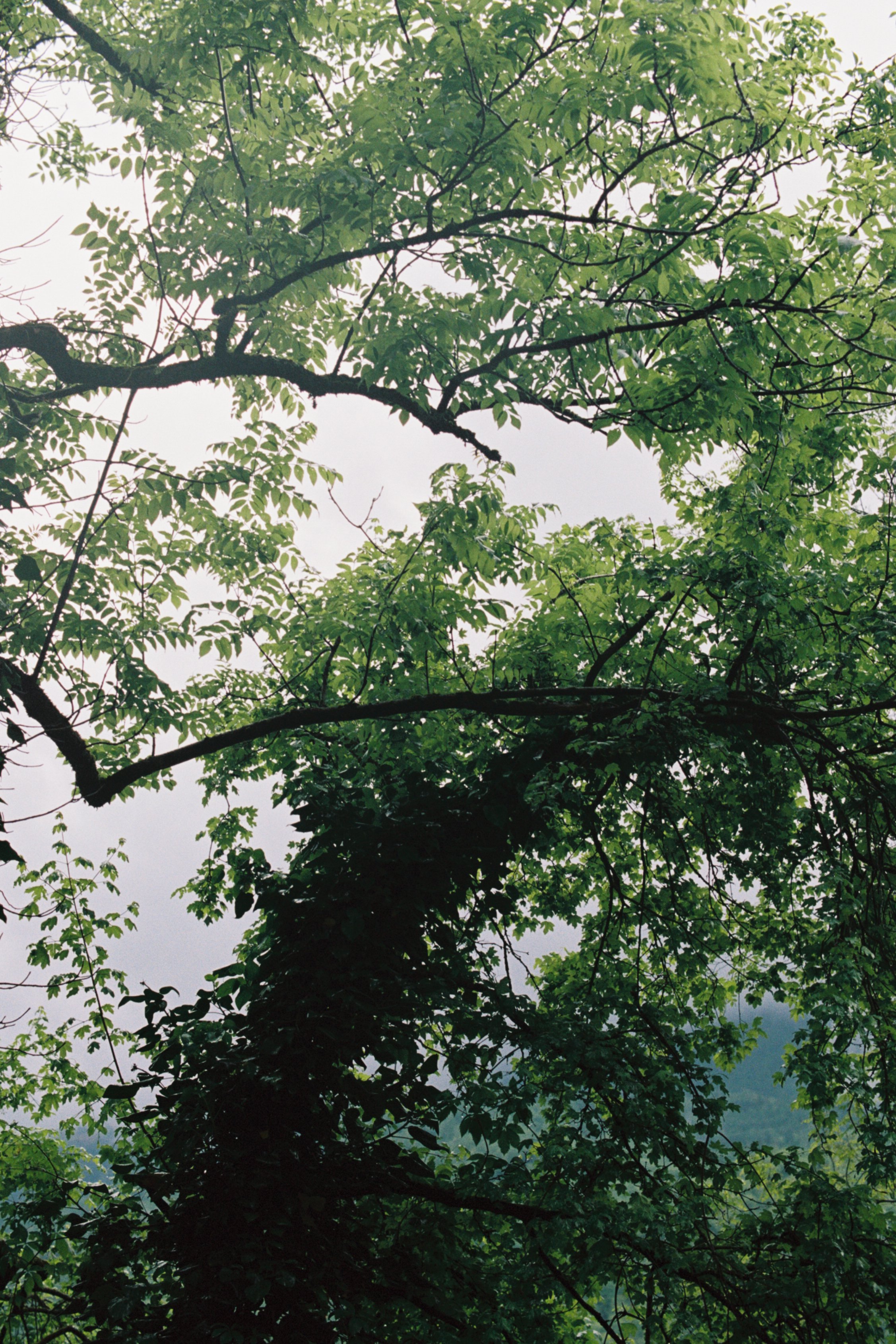 Slovenian forest | personal project