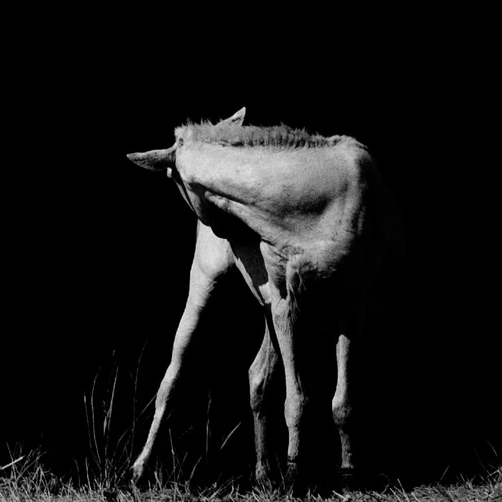 Hest | personal project