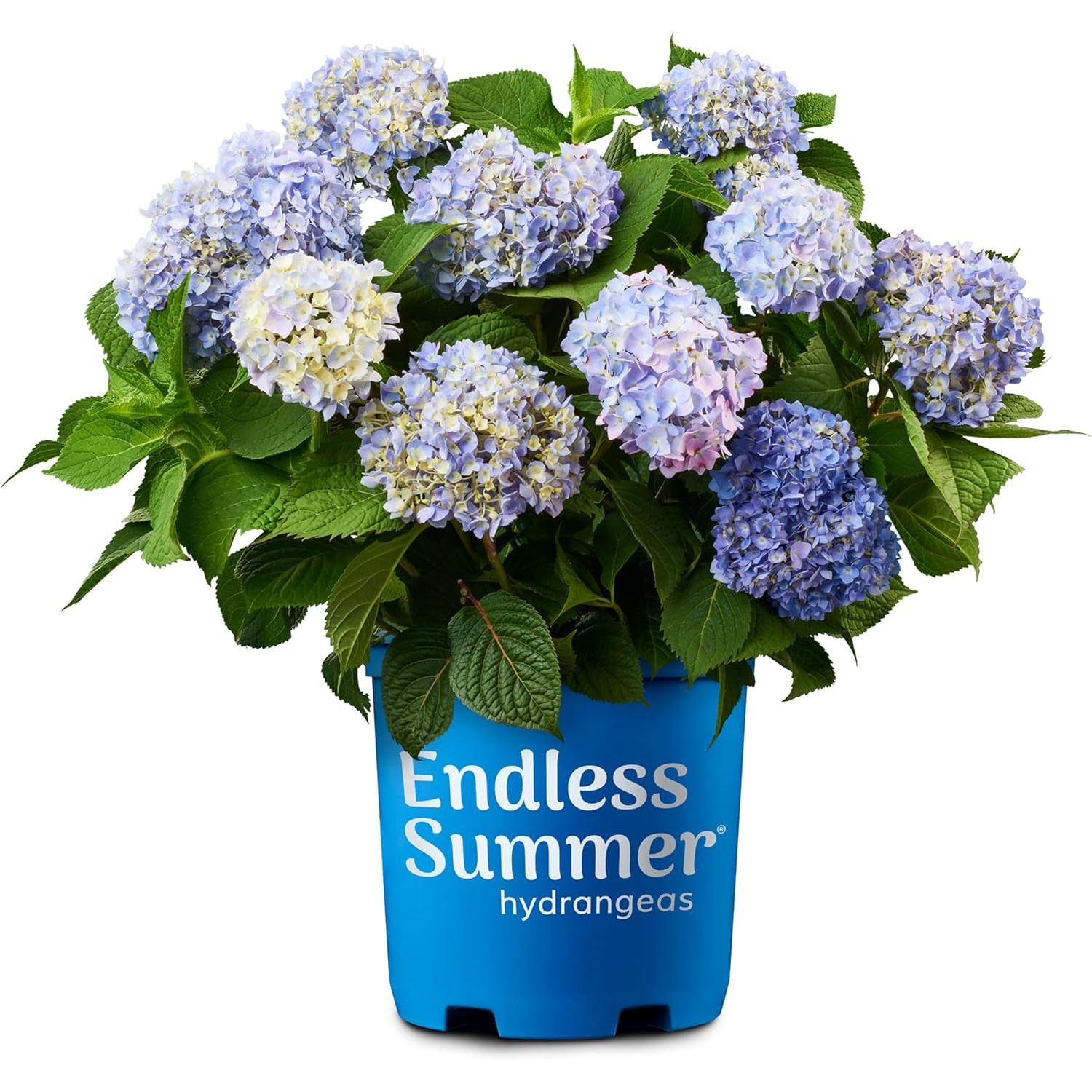 Endless Summer Hydrangea