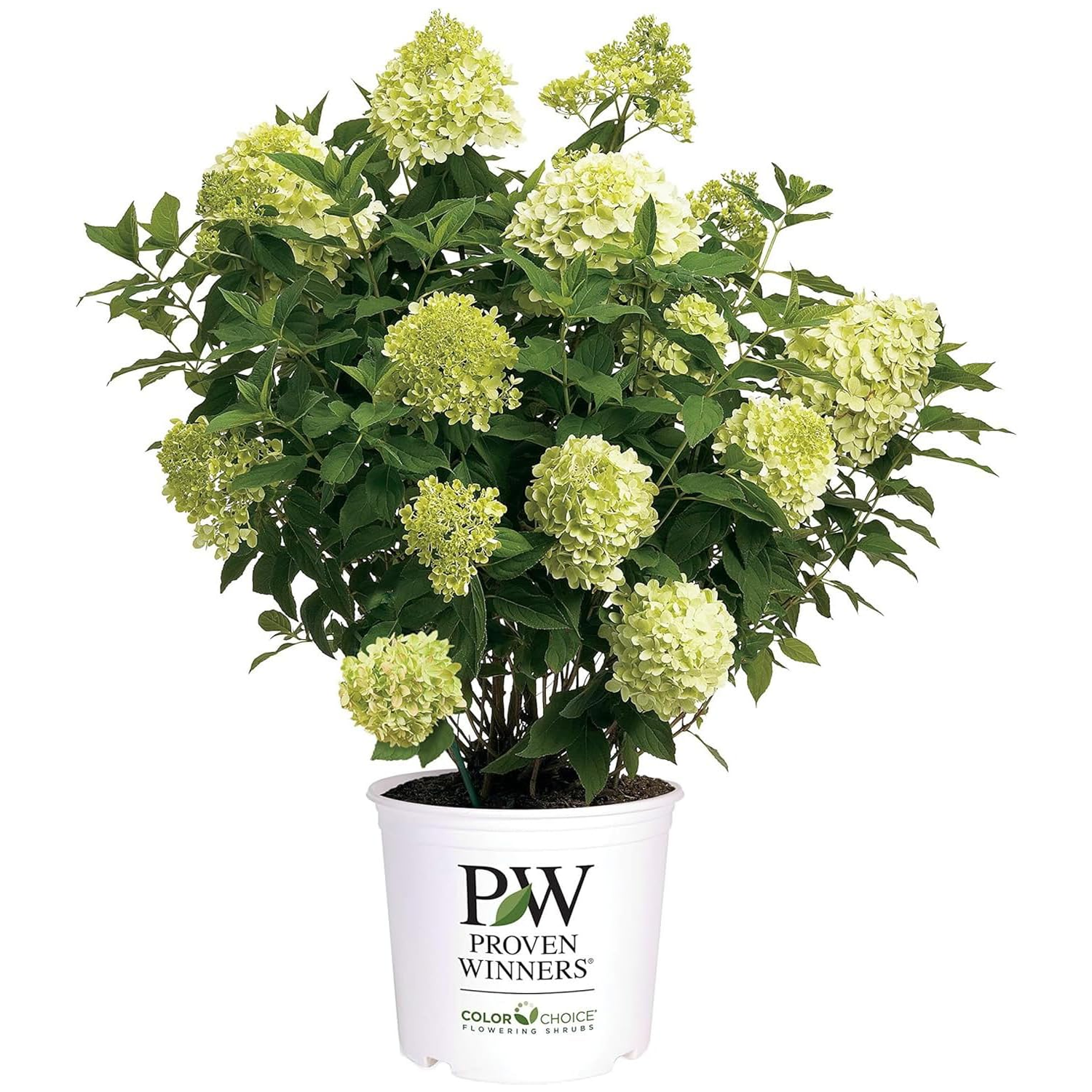 Limelight Prime Panicle Hydrangea