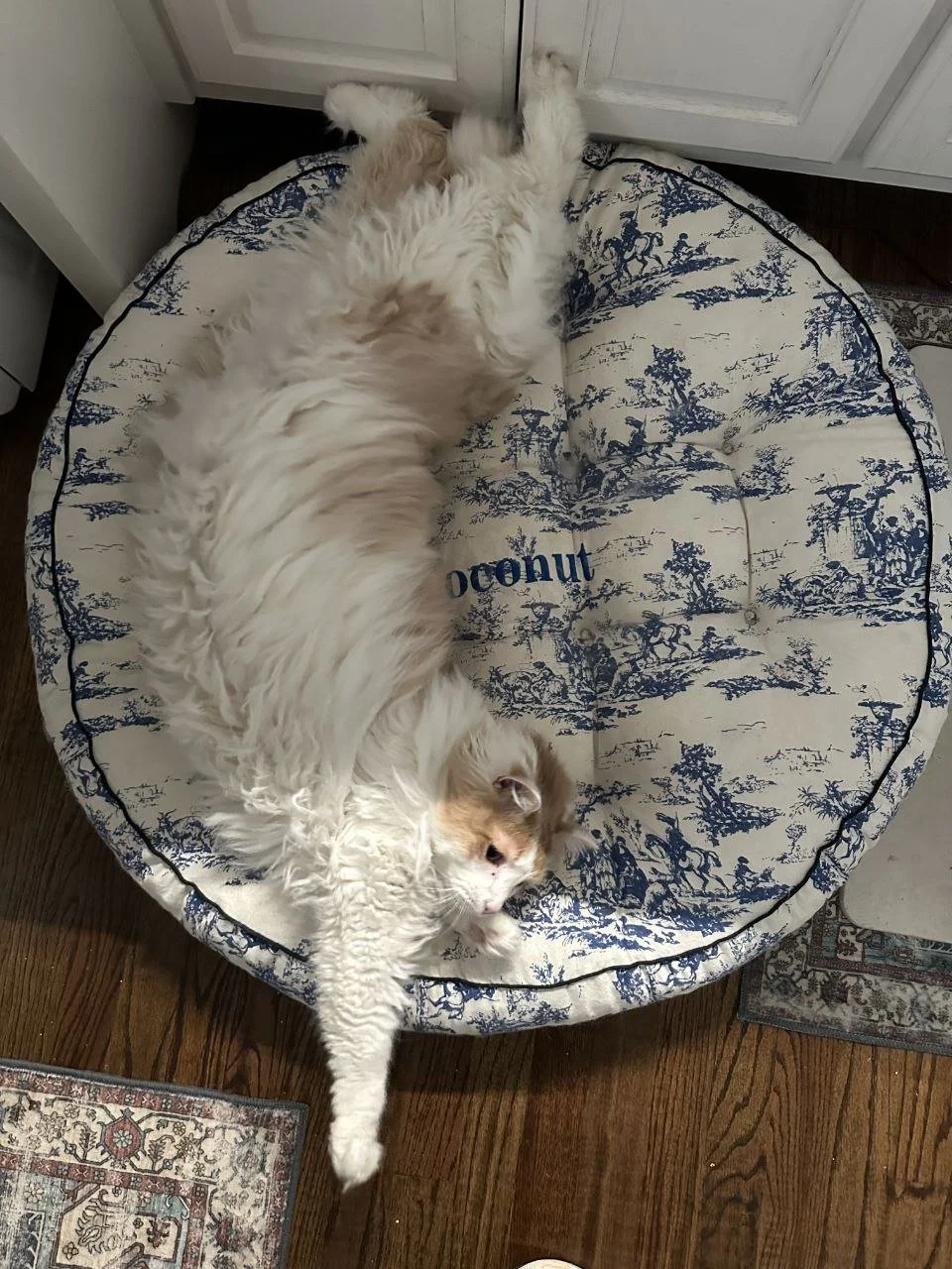 Coco Cat Bed Review