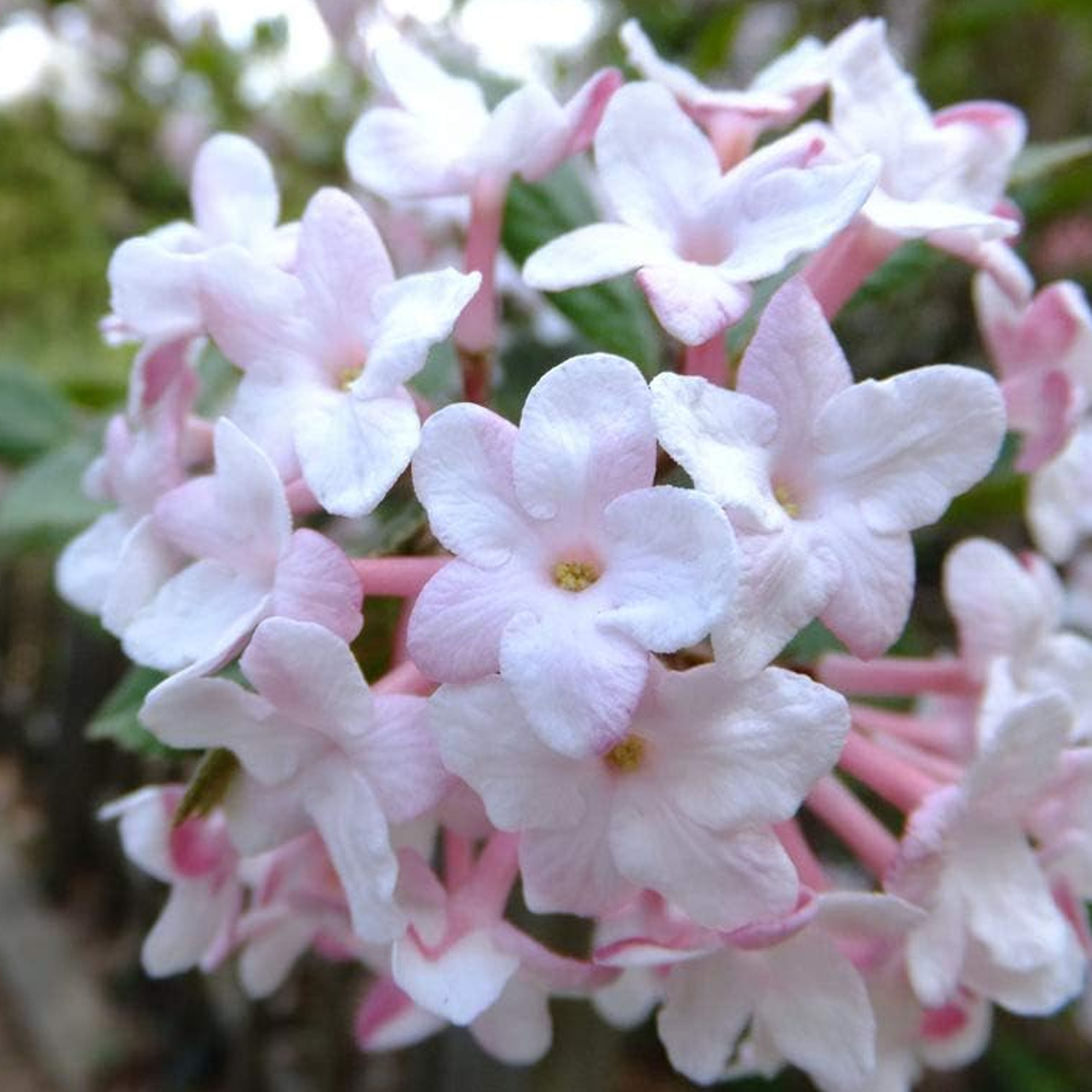 Fragrant Snowball Bush