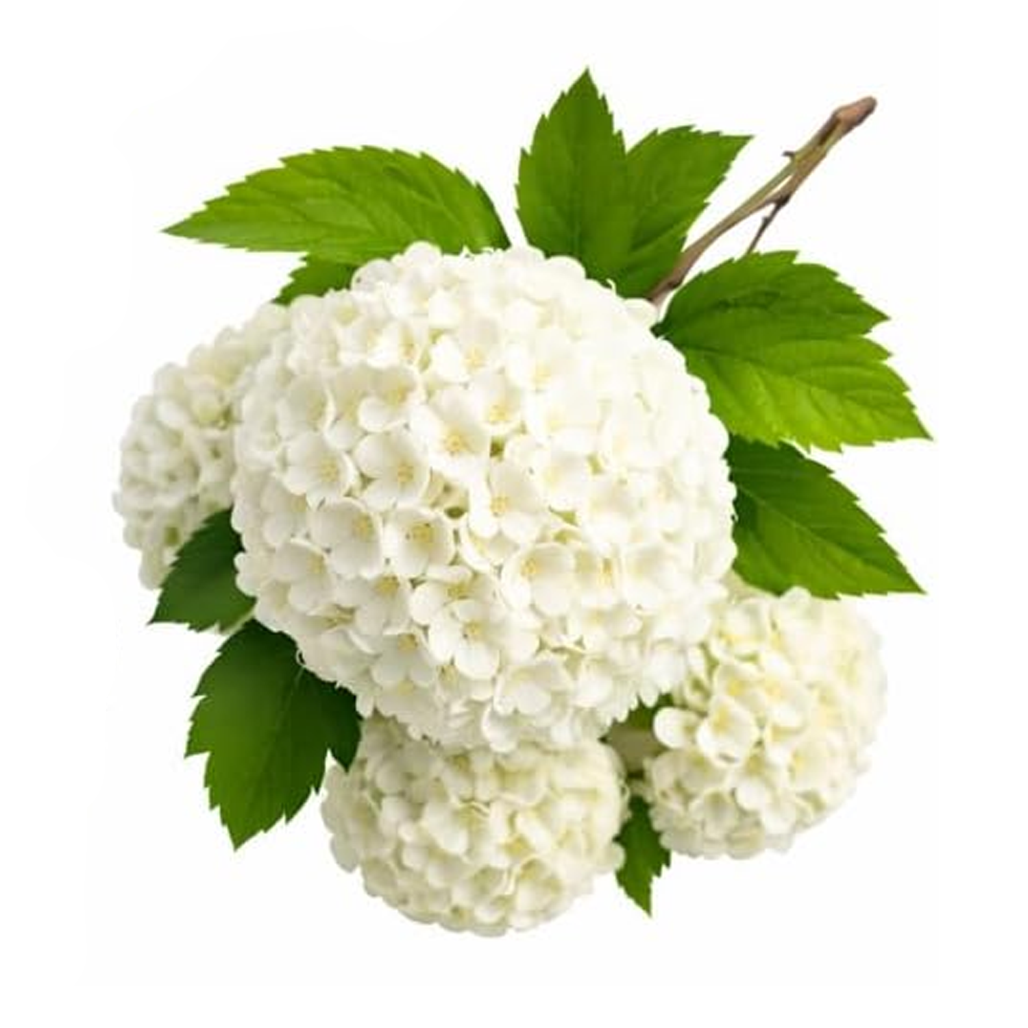 Chinese Snowball Bush