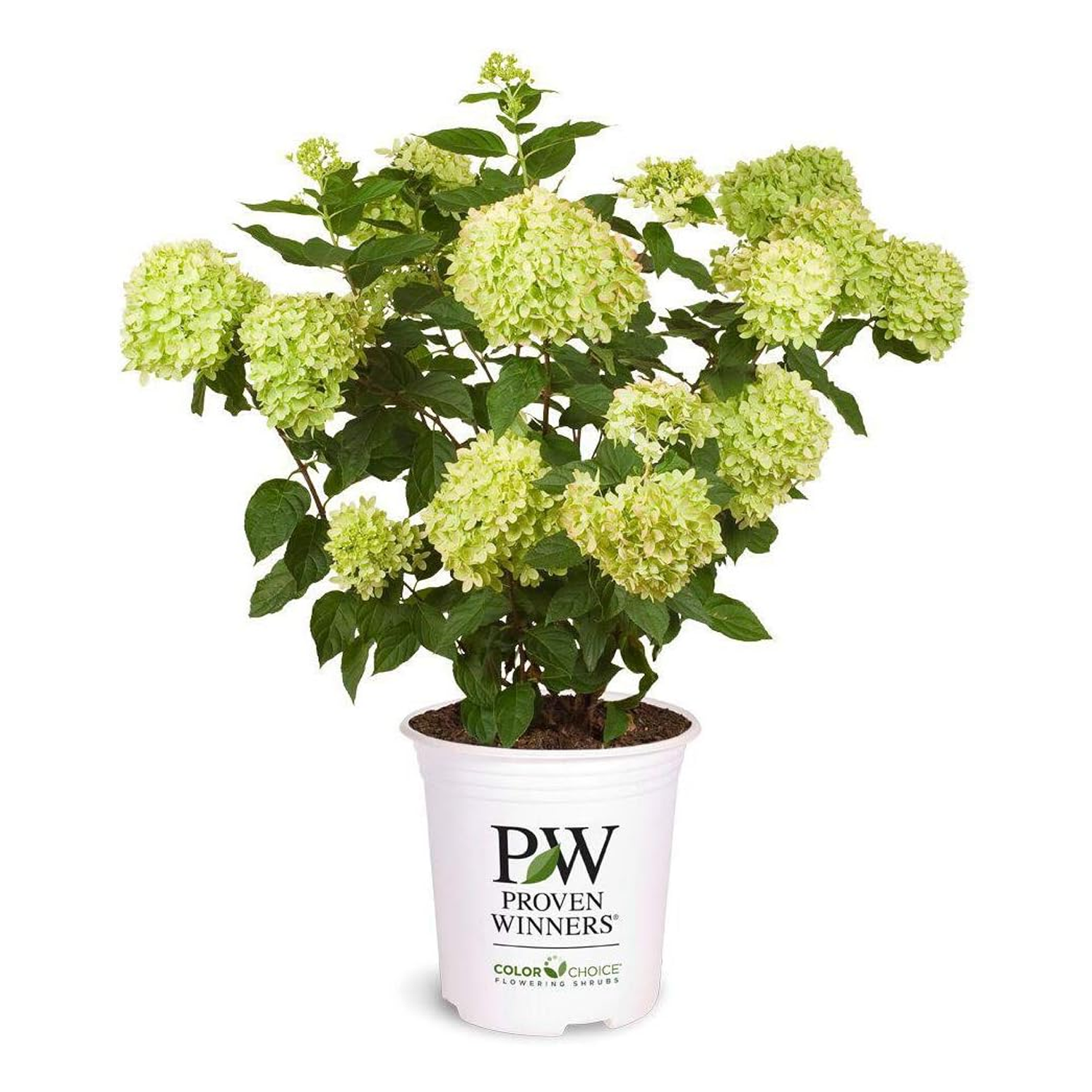 Little Lime Hydrangea Shrub