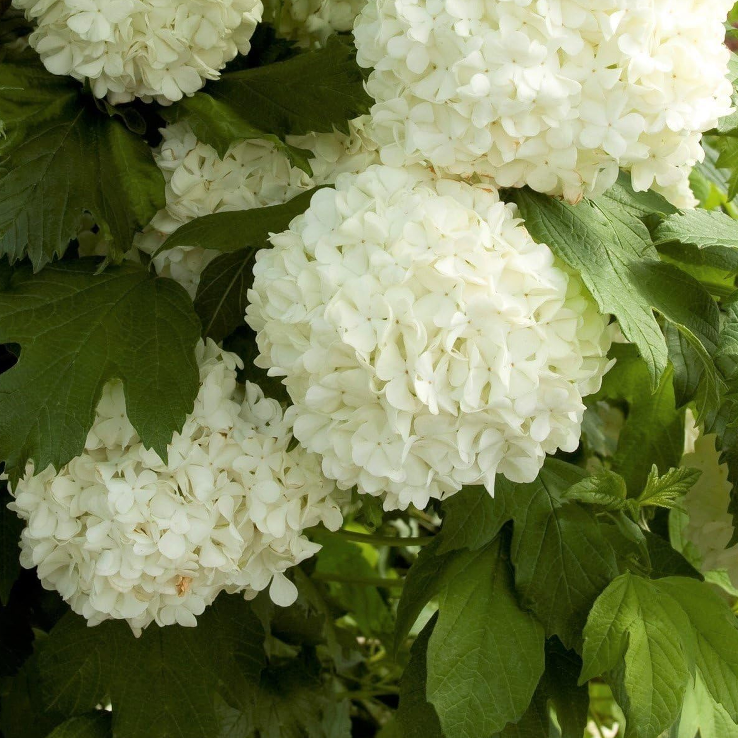 Eastern Snowball Bush