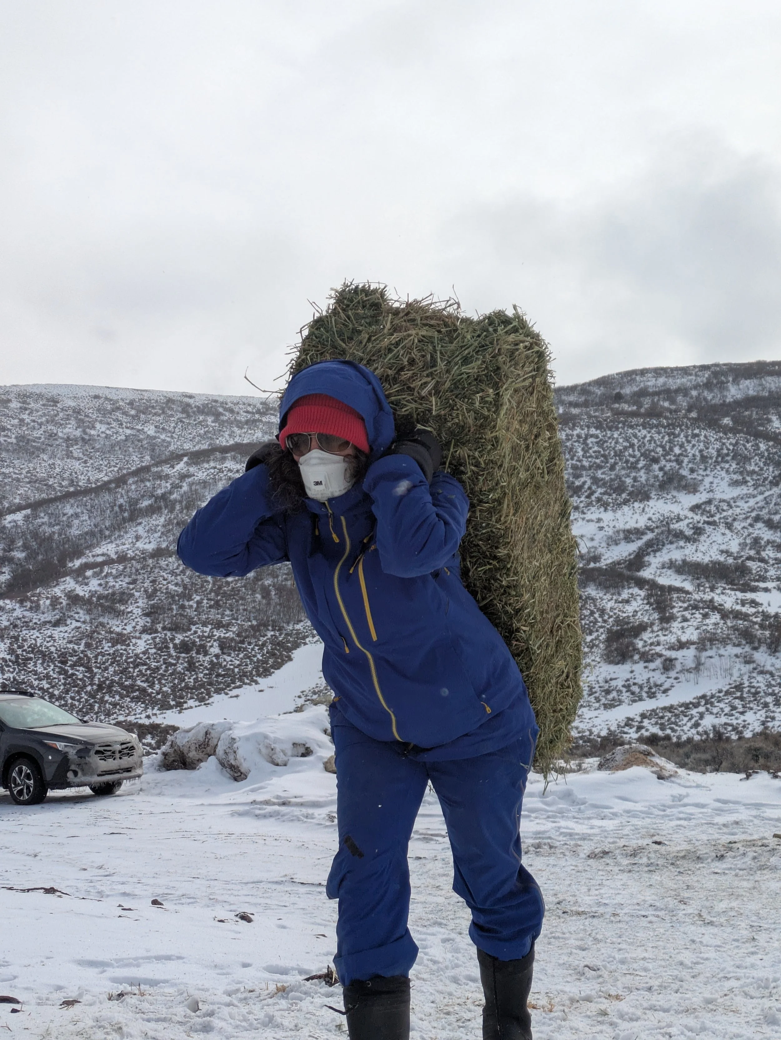 Hay Day Volunteer Day