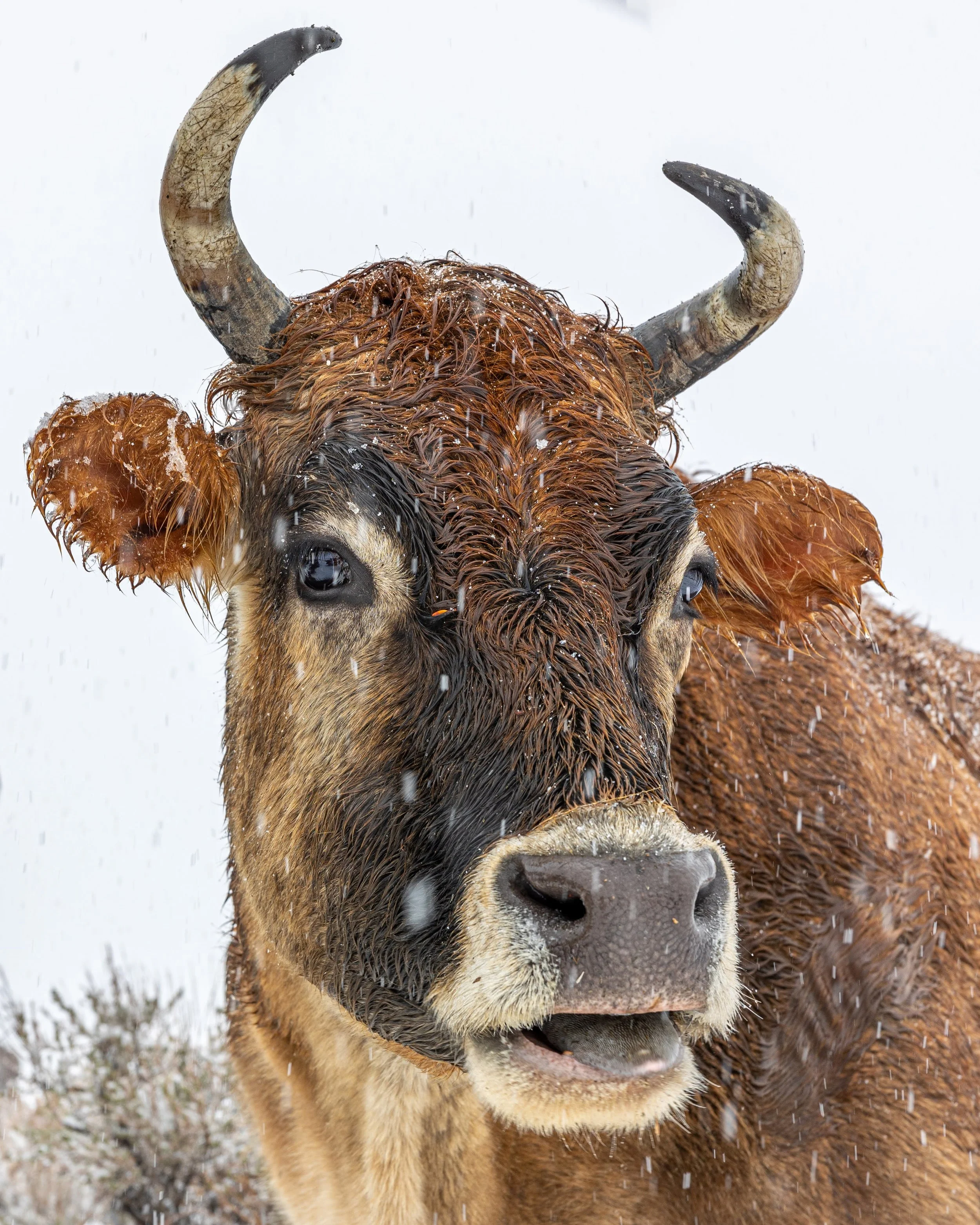 smoochfacesnowbig.jpg