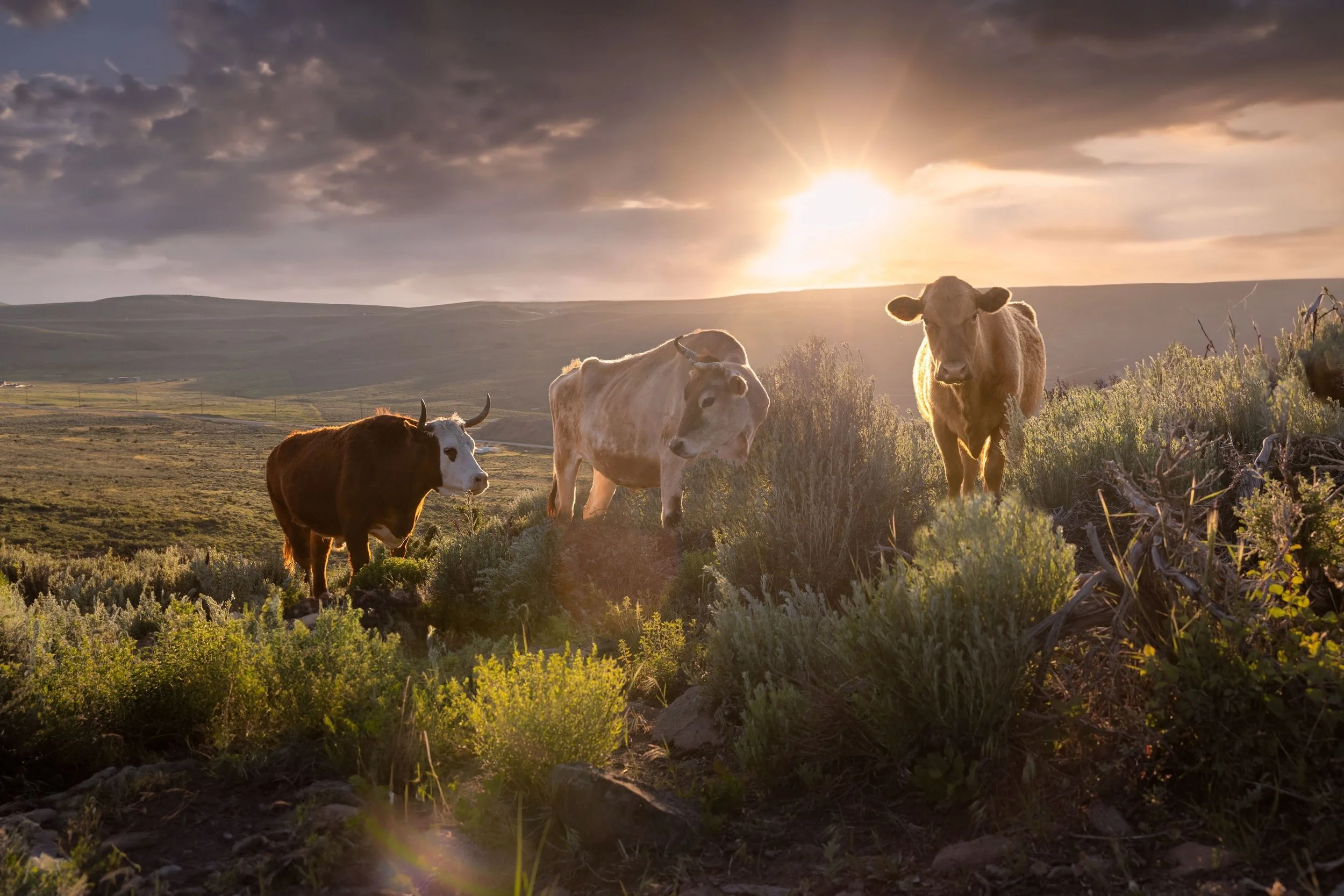 cow boys 3_Original.jpg