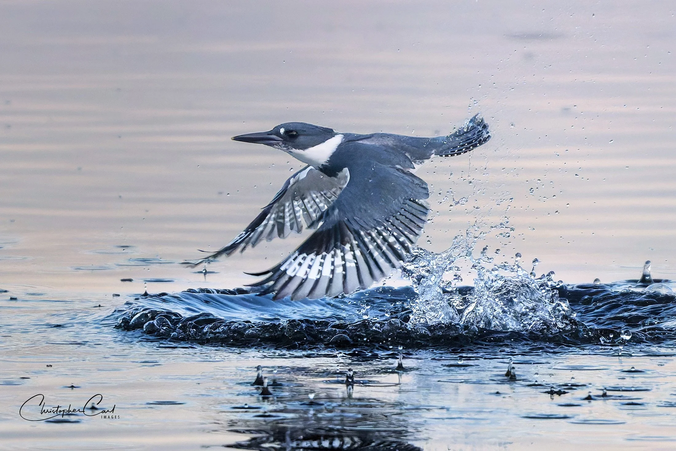 belted kingfisher splash old dock 2025 1.jpg