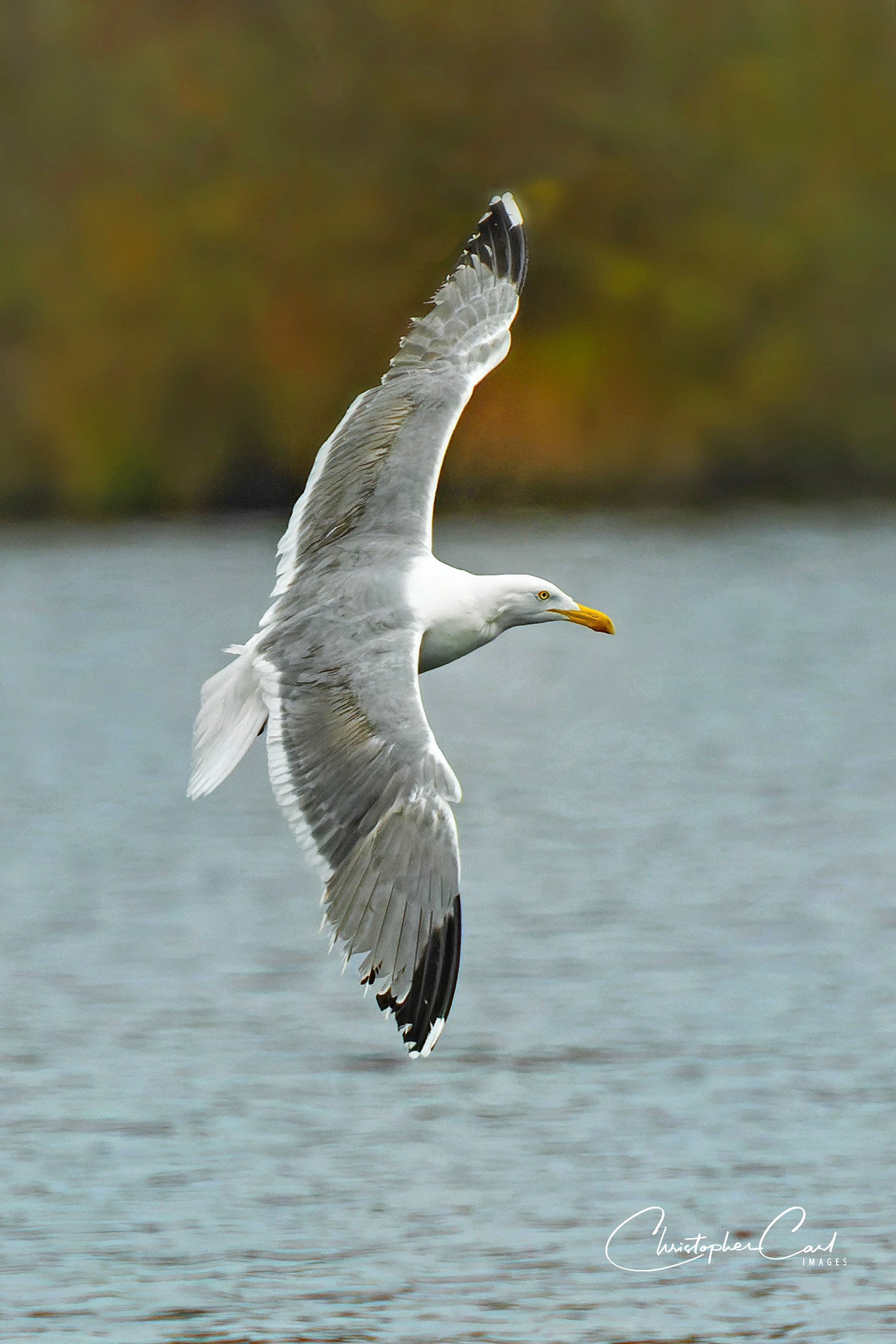 herring gull flight southaven 2.jpg