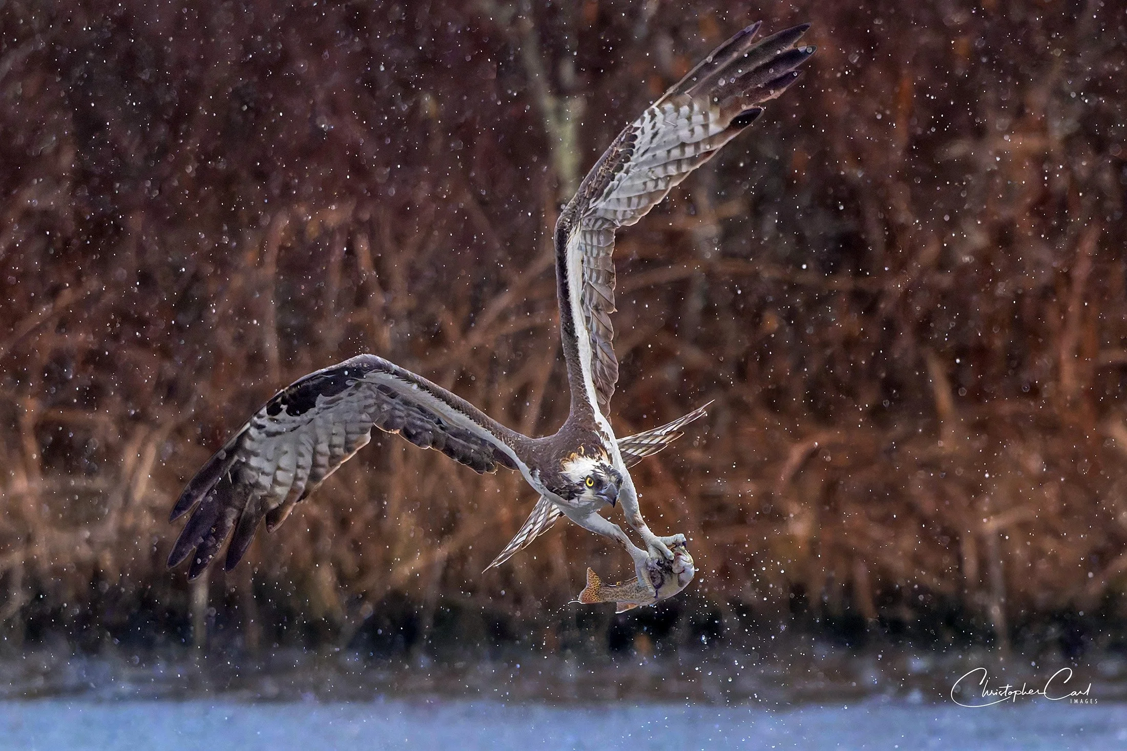 osprey fish rain southaven 2025 2.jpg