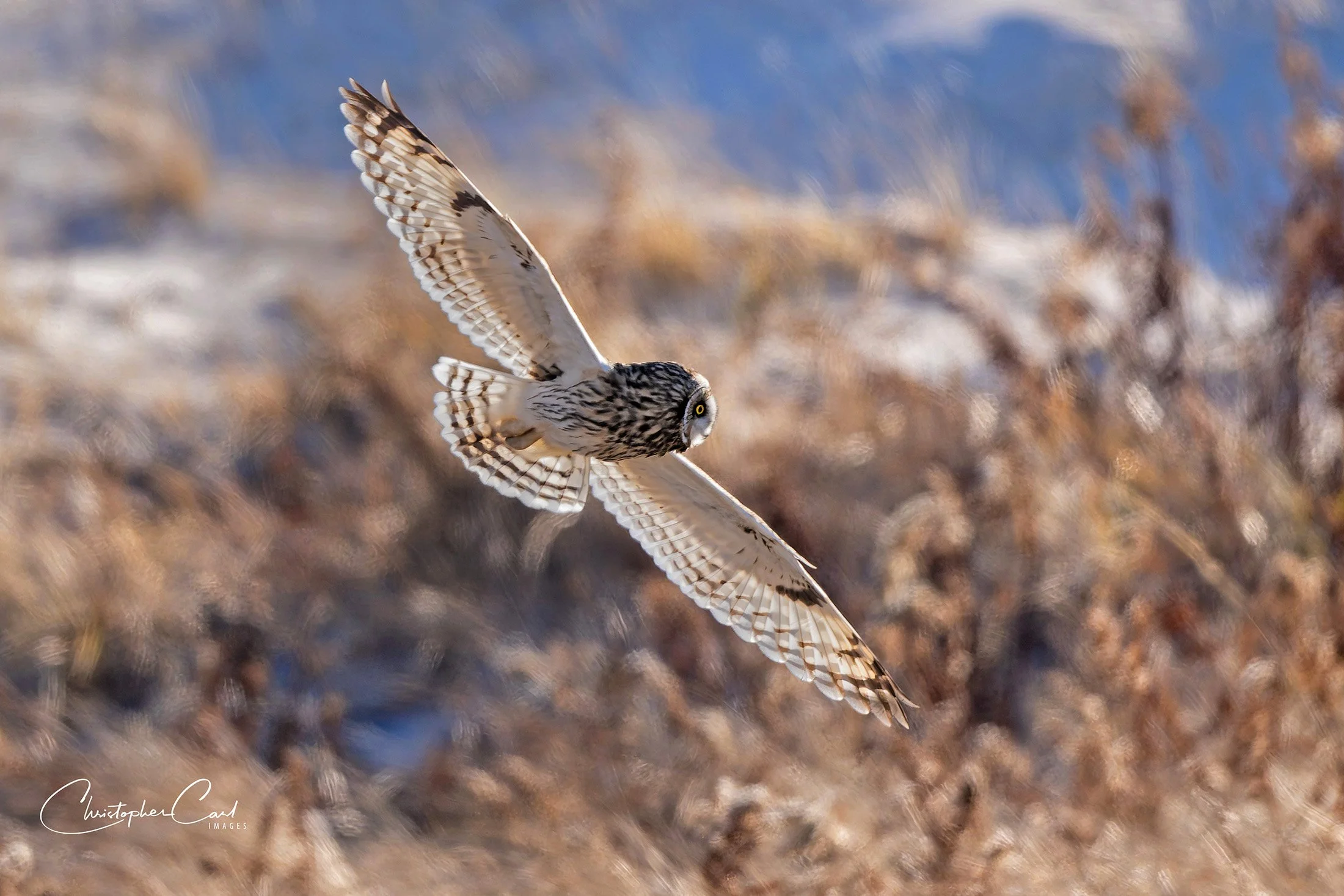 short eared owl flight shin 2025 7.jpg