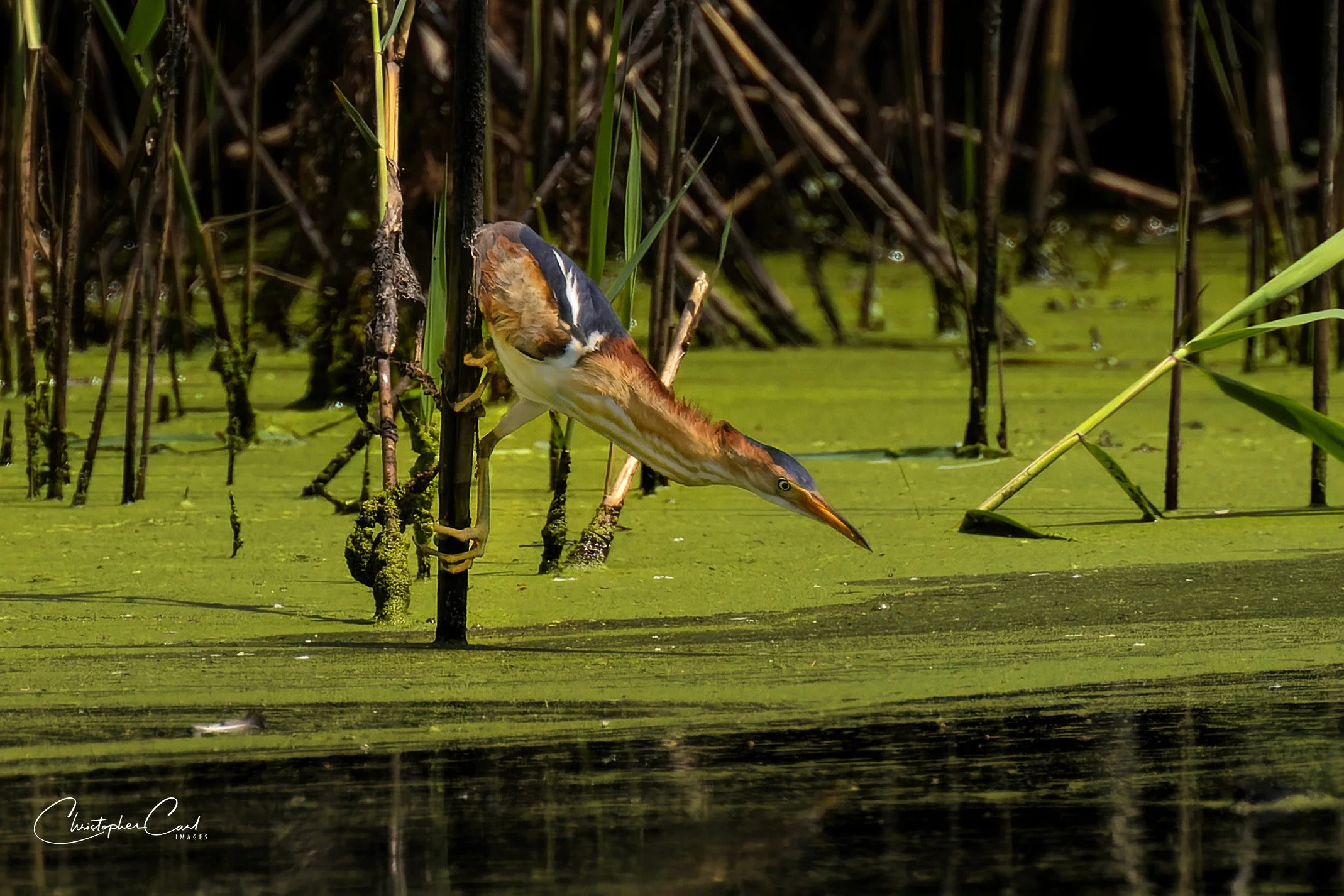 least bittern fishing phrags jambay 7.jpg