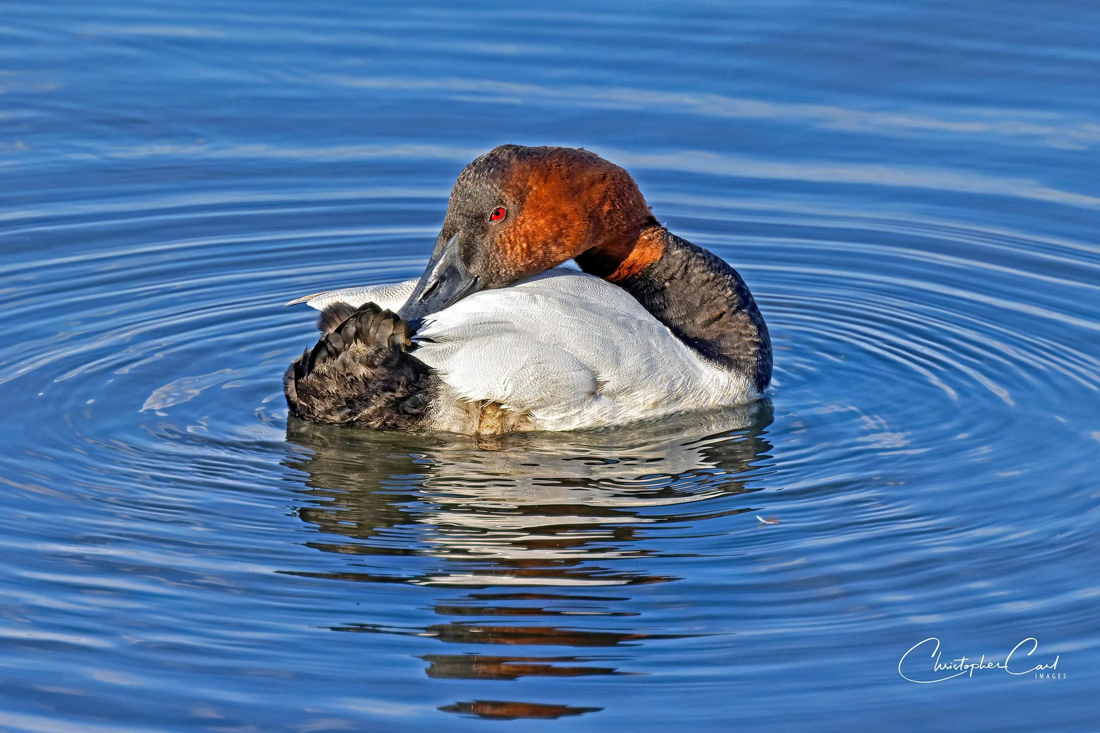 canvasback drake preening queens marina.jpg