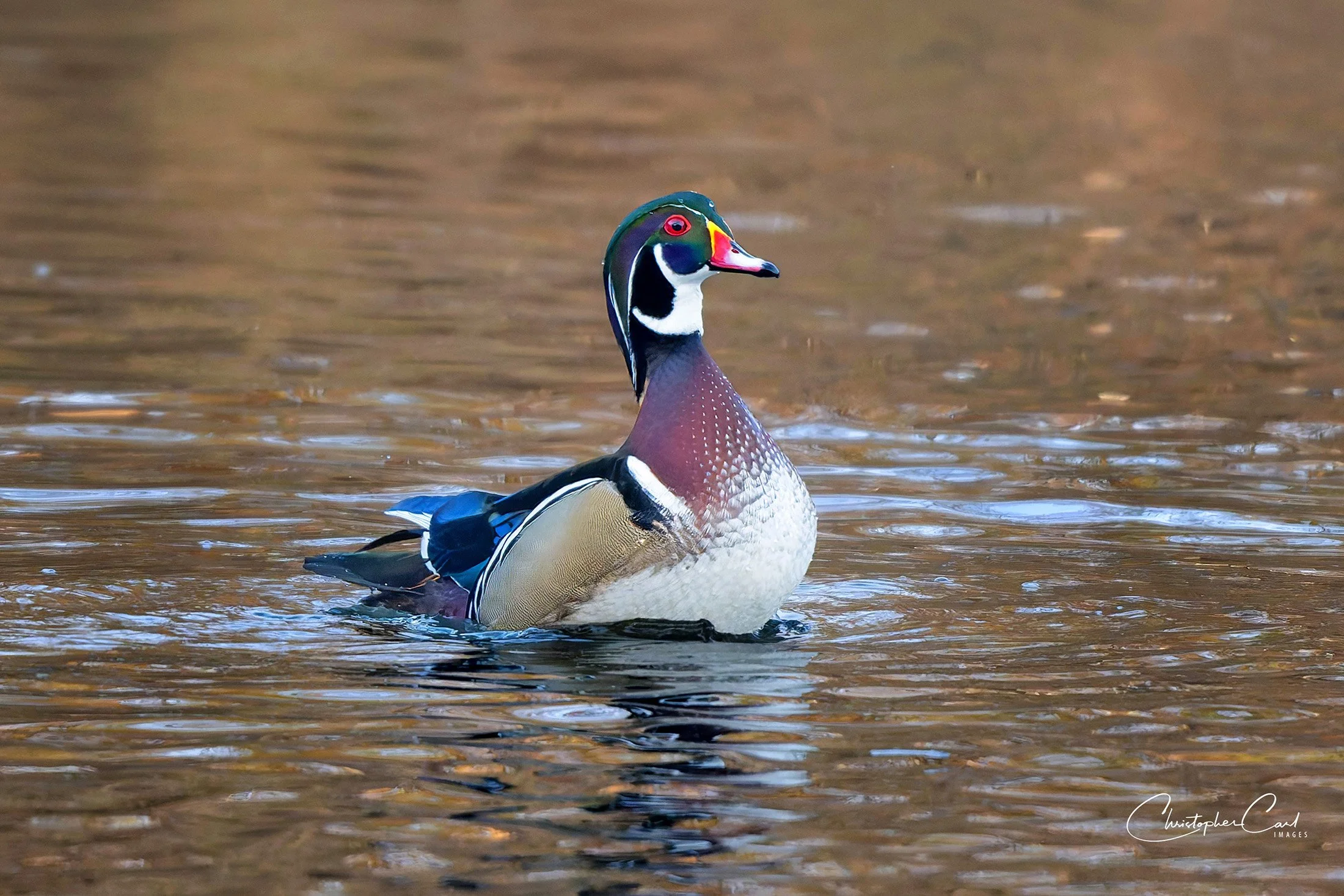 woood duck rising up oak 2025 16.jpg