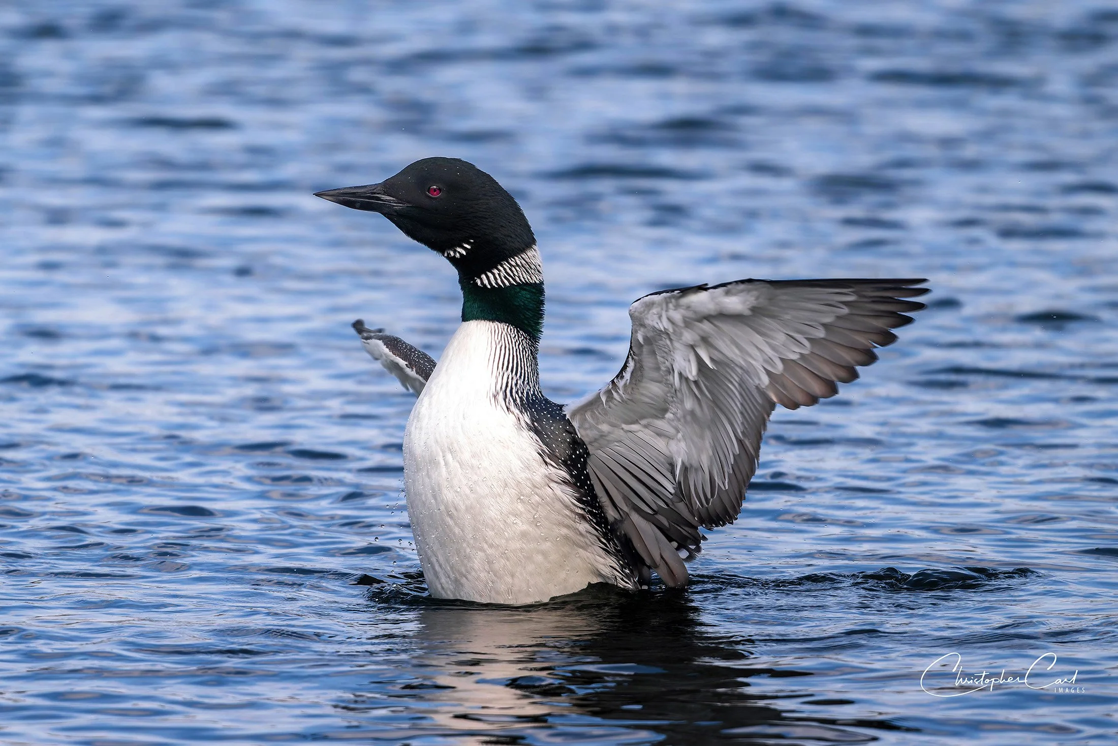 common loon stonybrook wing flap 2025 1.jpg