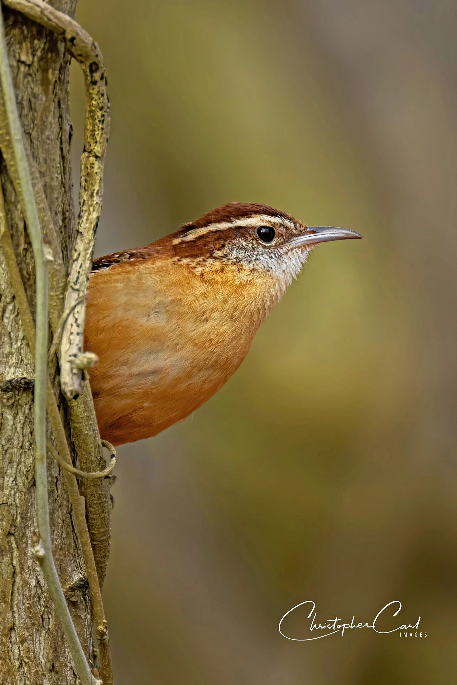 carolina wren sunken portrait.jpg
