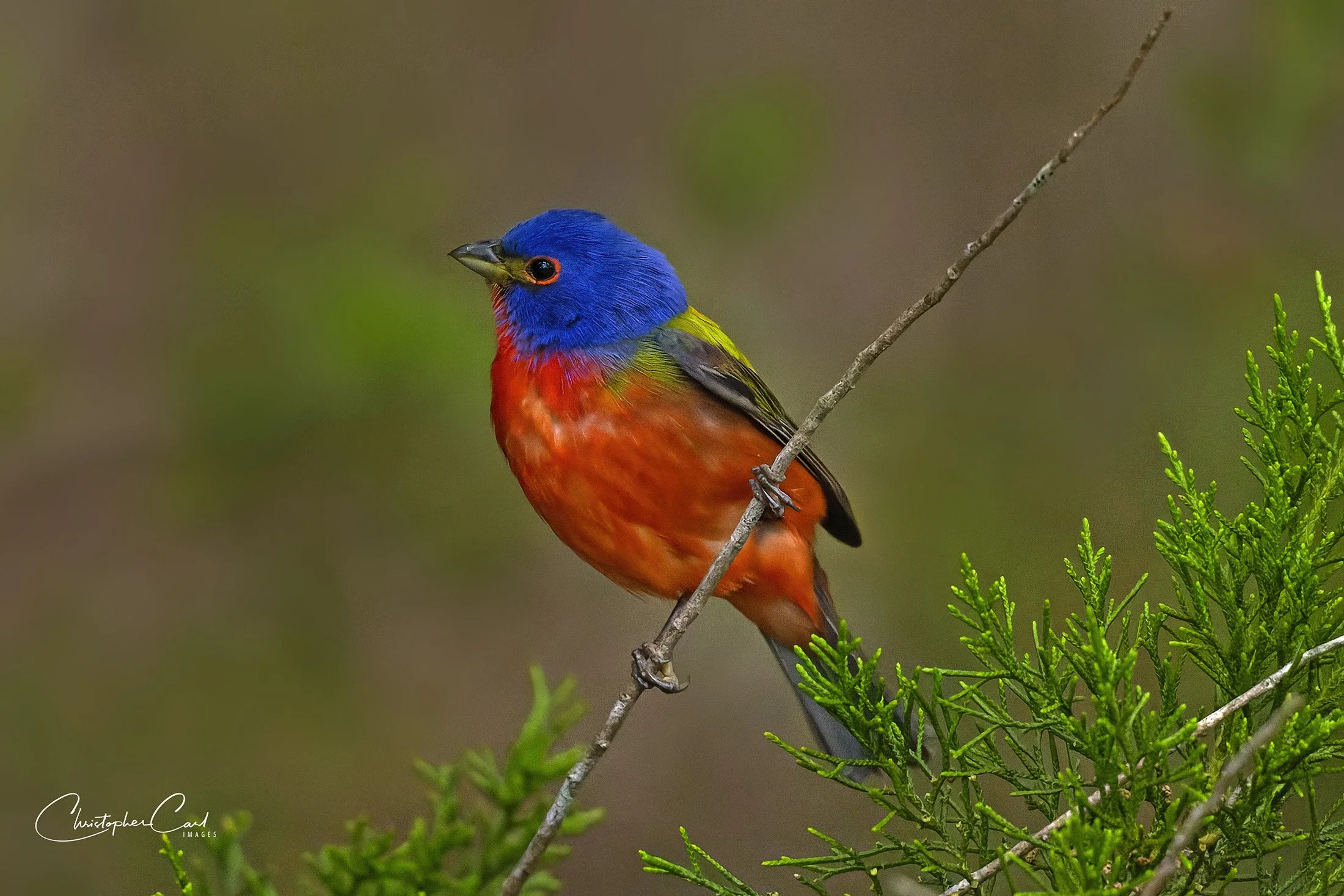 painted bunting male hbsp 2023 1.jpg