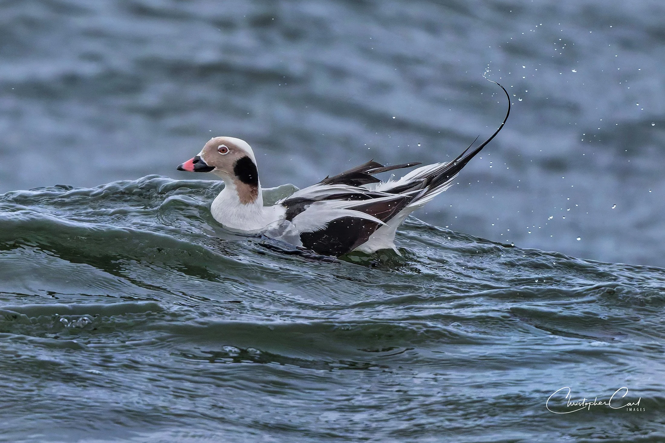 long tailed duck sunken tail up bubbles 7.jpg