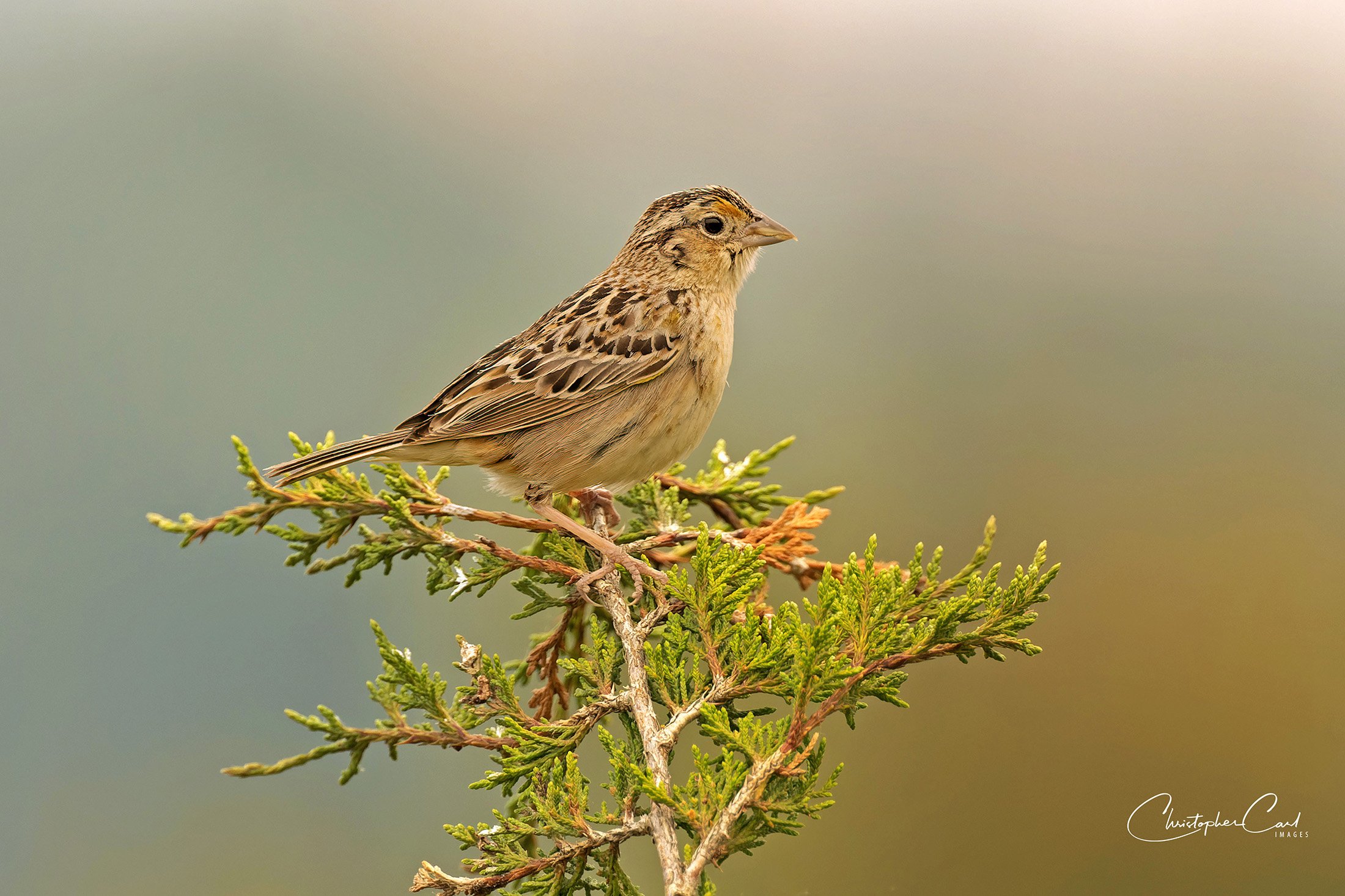 grasshopper sparrow grumman pine perched 5.jpg