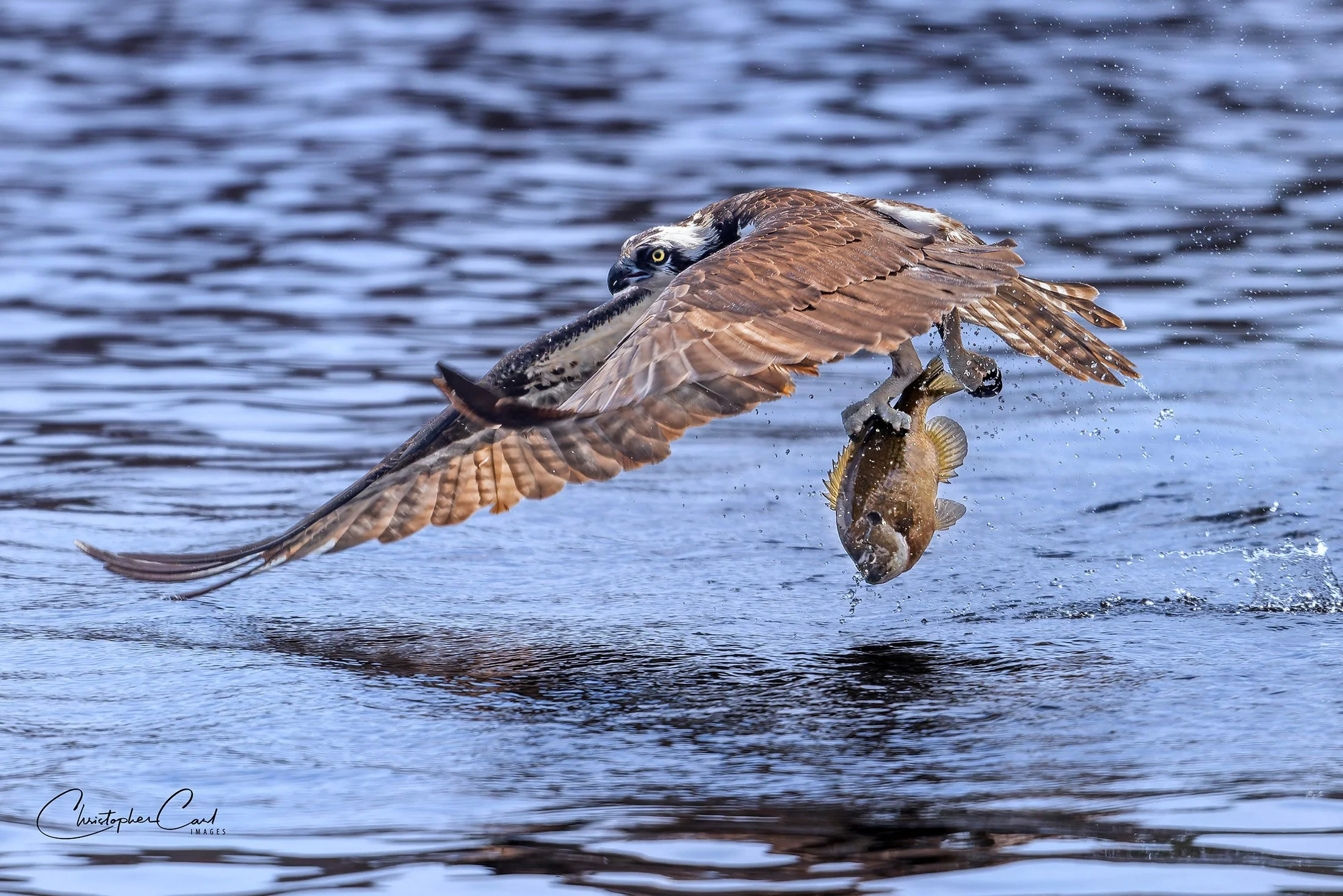 osprey flight bluegill southaven 2025 41.jpg
