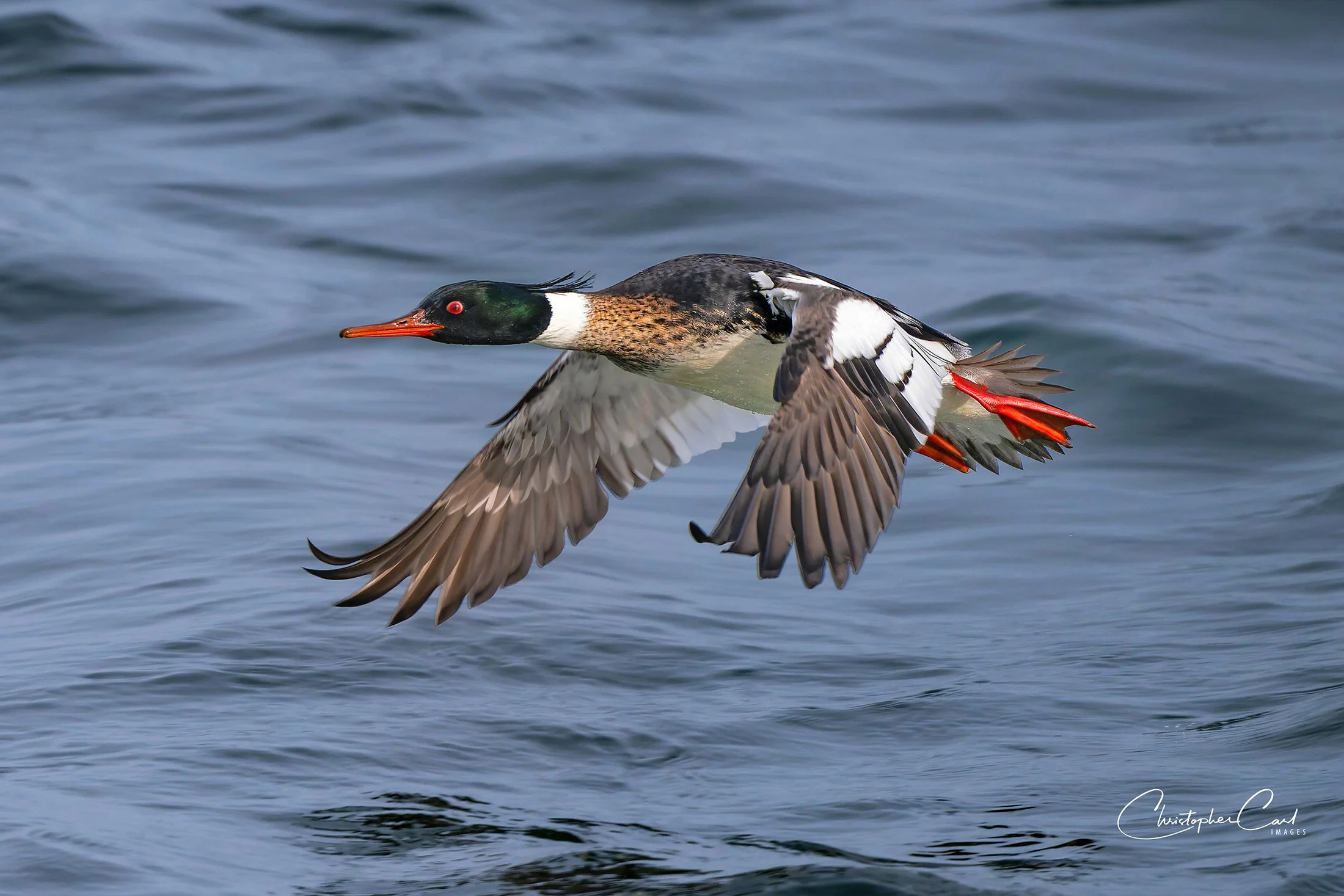 red breasted merganser drake flight shin 2025 14.jpg