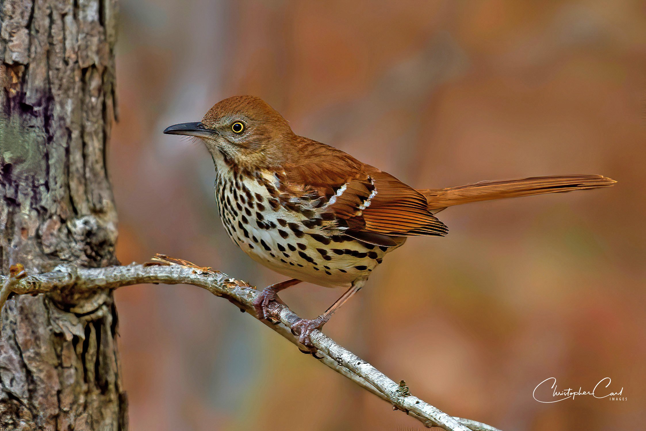 brown thrasher perched yard 2.jpg