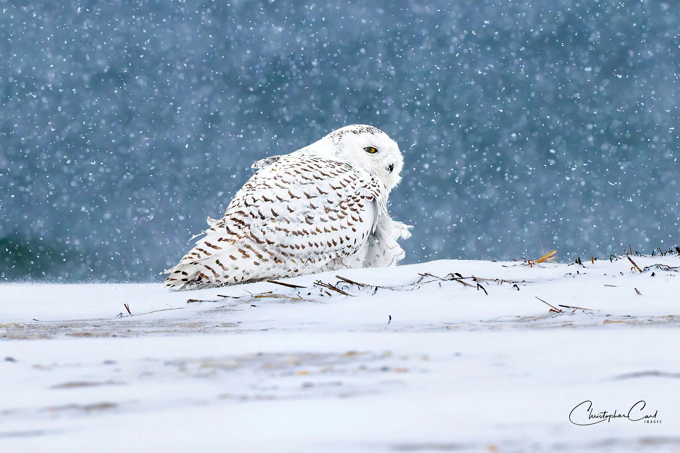 snowy owl snowstorm west end 2017 1.jpg