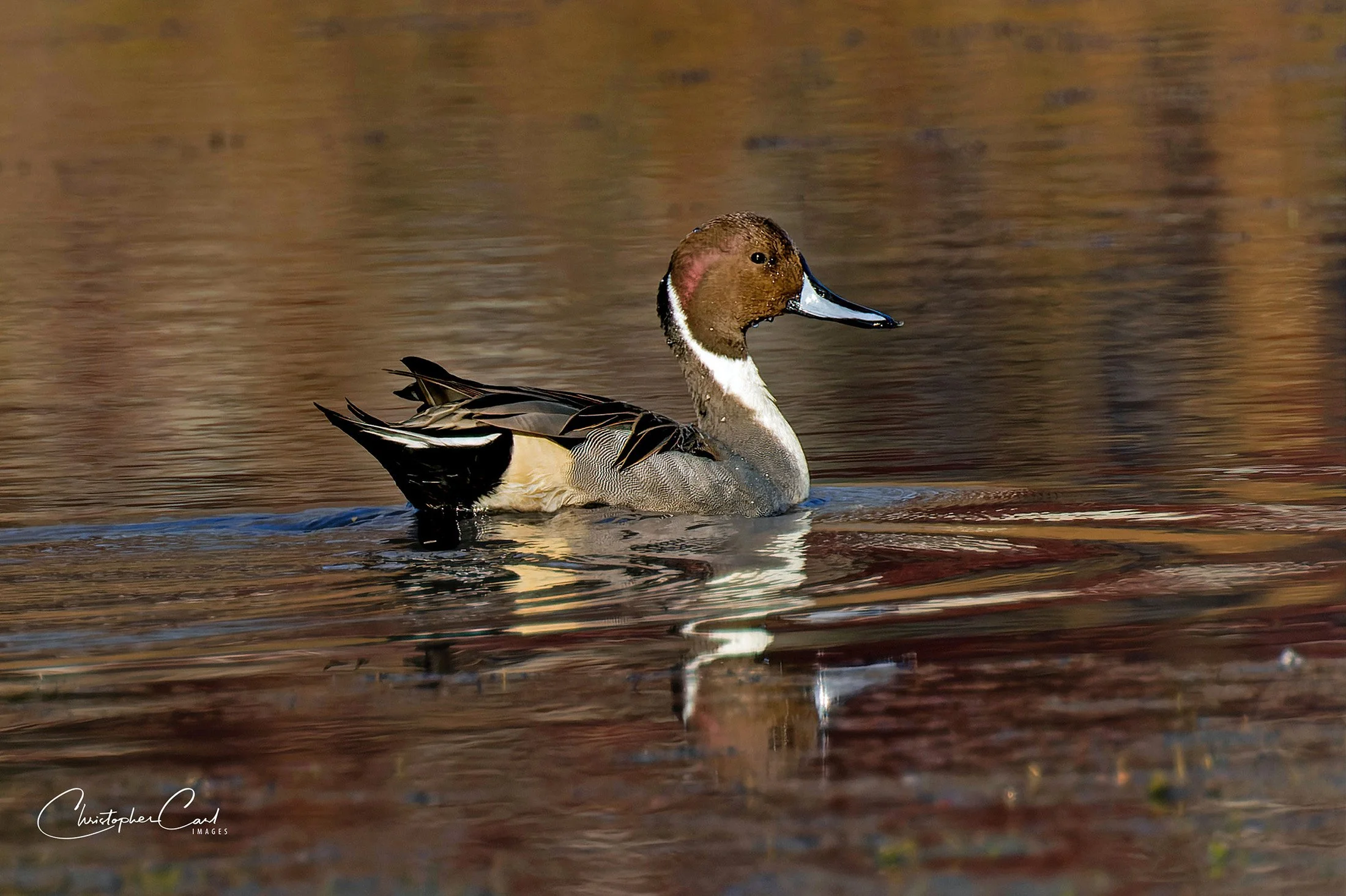 pintail drake sayville portrait 6.jpg