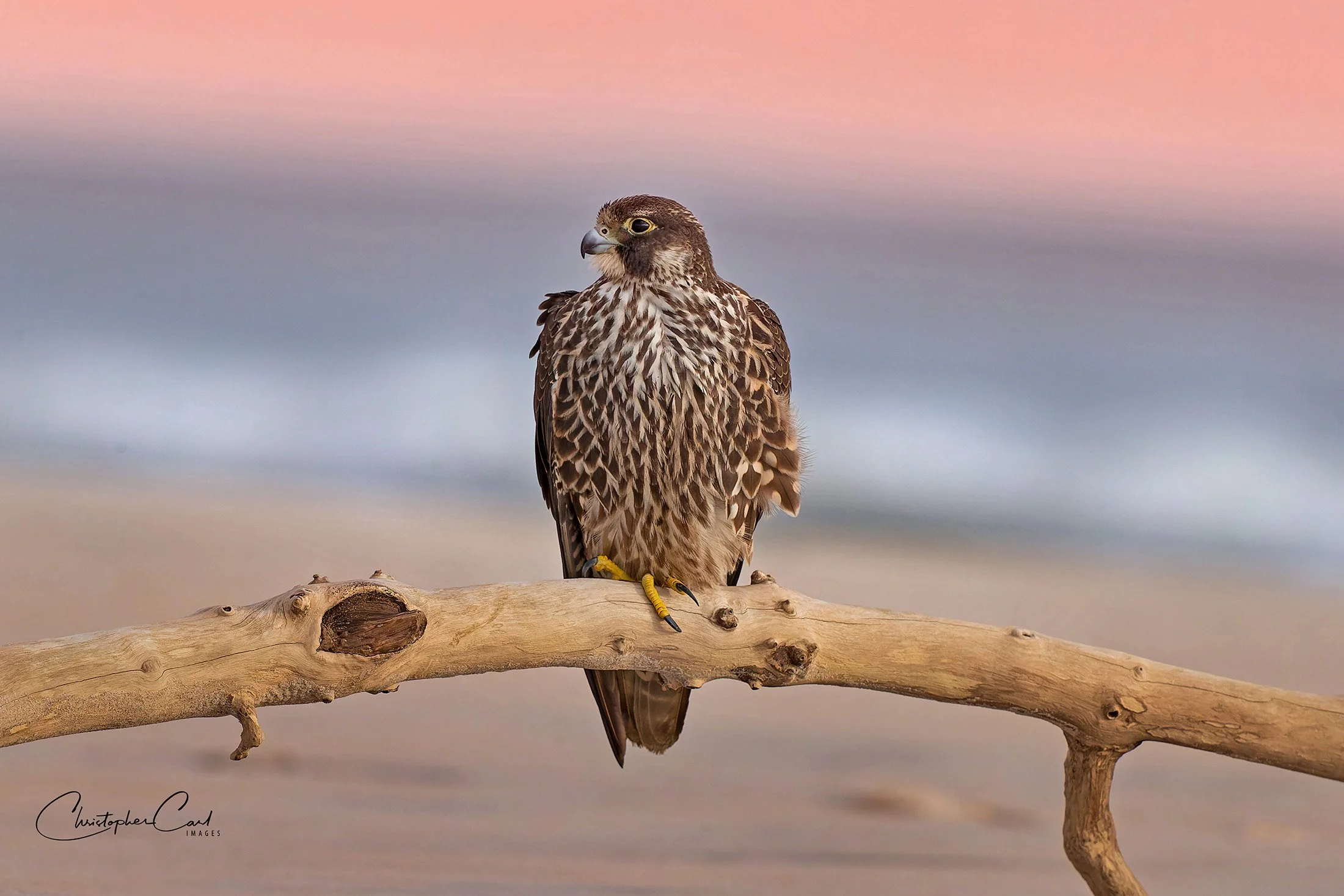 peregrine beach log perched sunset .jpg