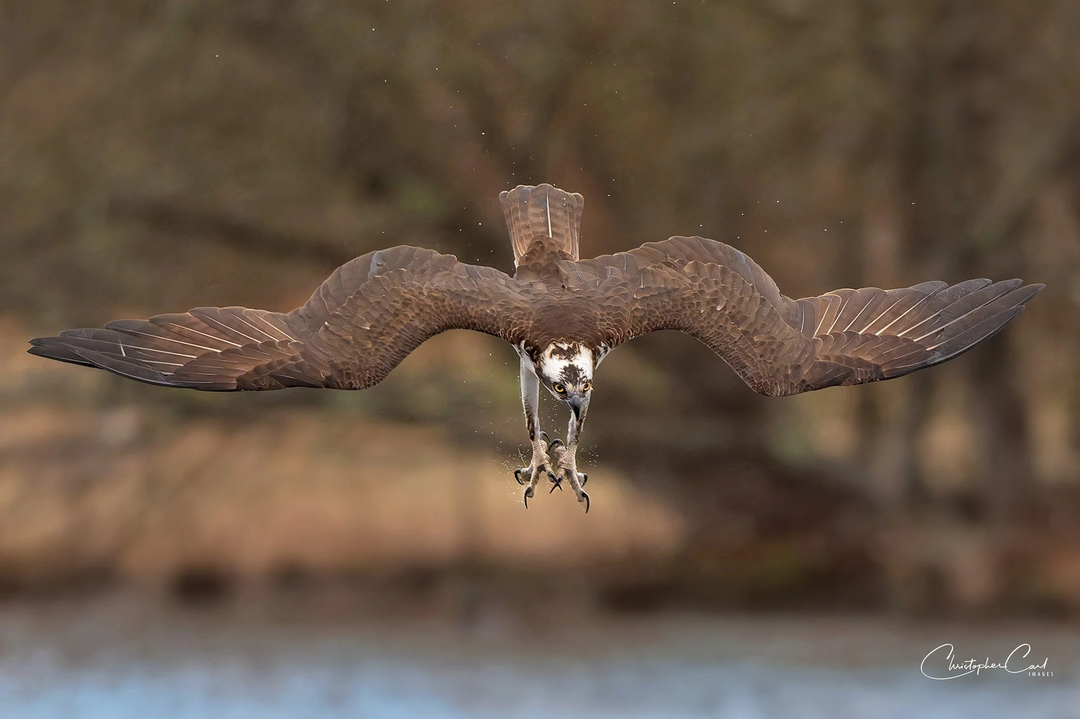 osprey dive southaven 2025 1.jpg