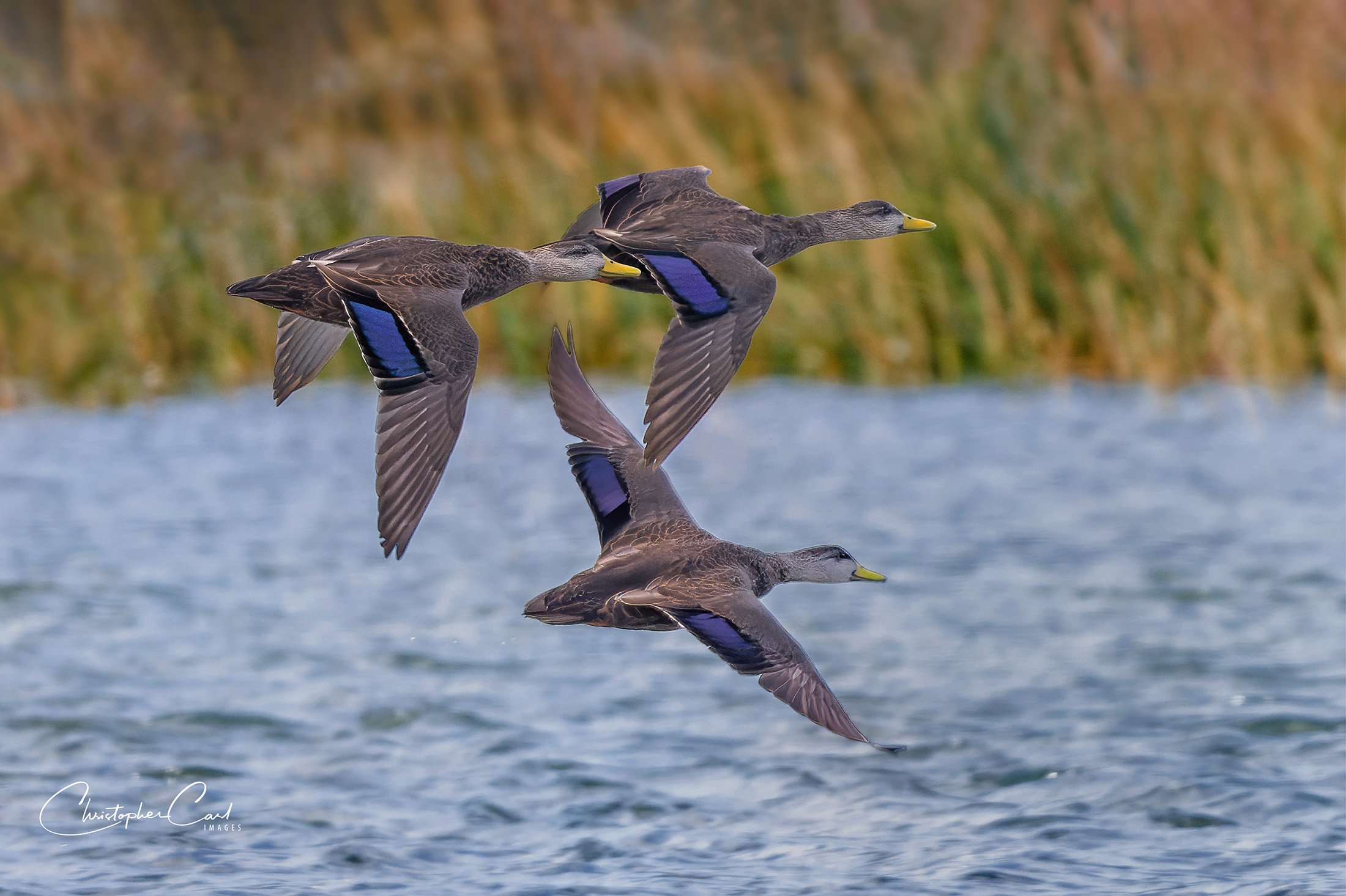 american black ducks flight 2024 21.jpg