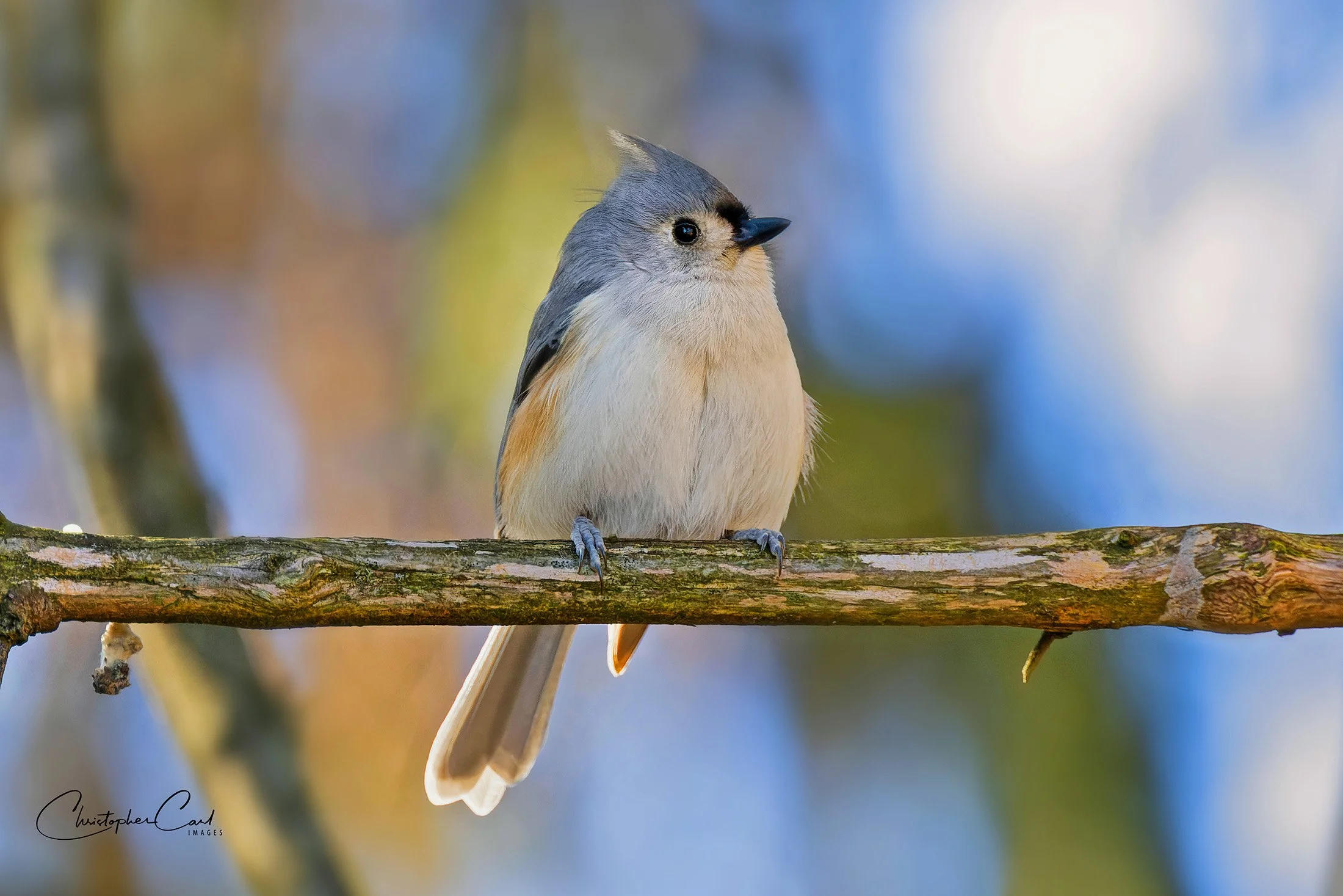 tufted titmouse connetquot feeders perched 9.jpg