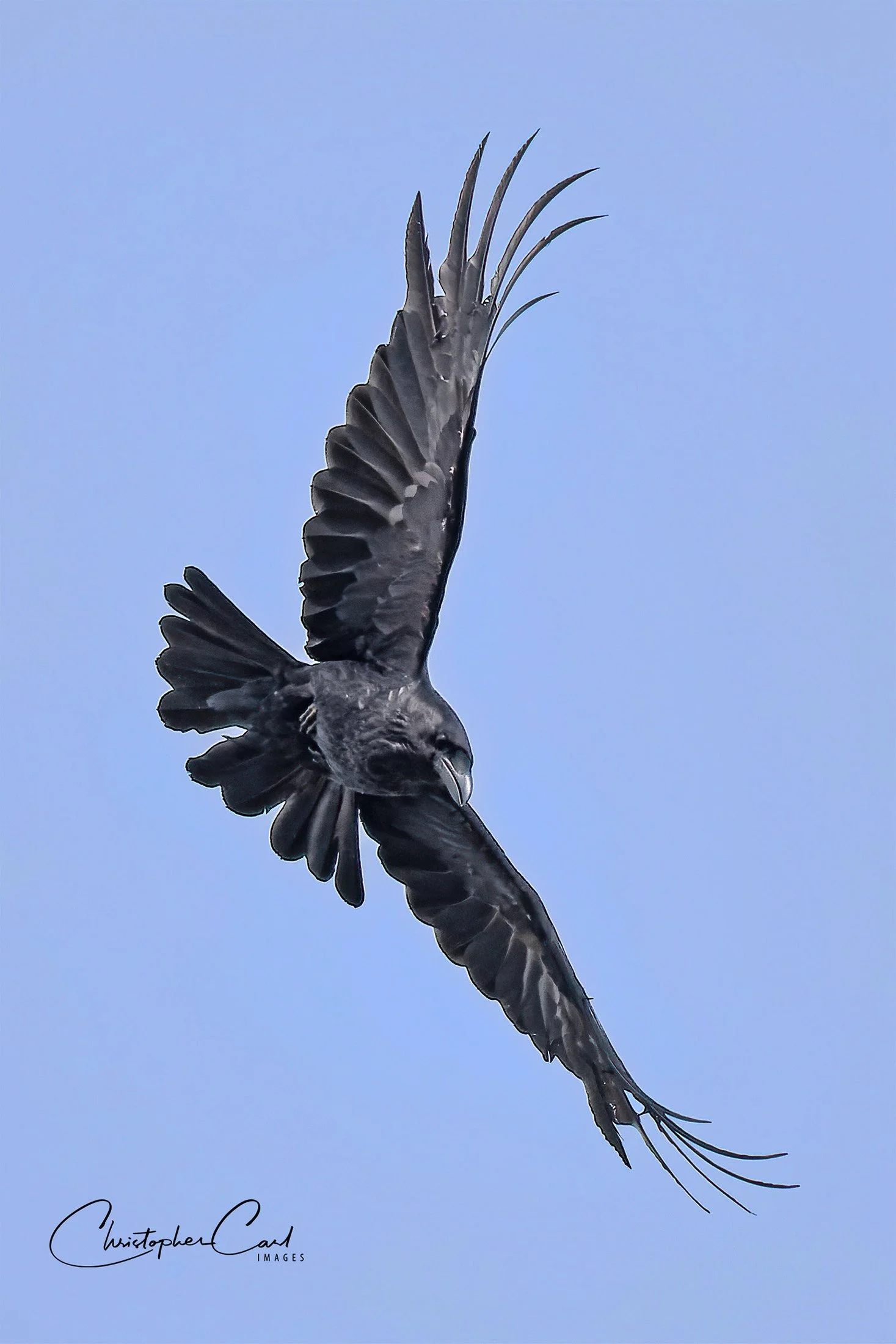 common raven flight 2_1.jpg