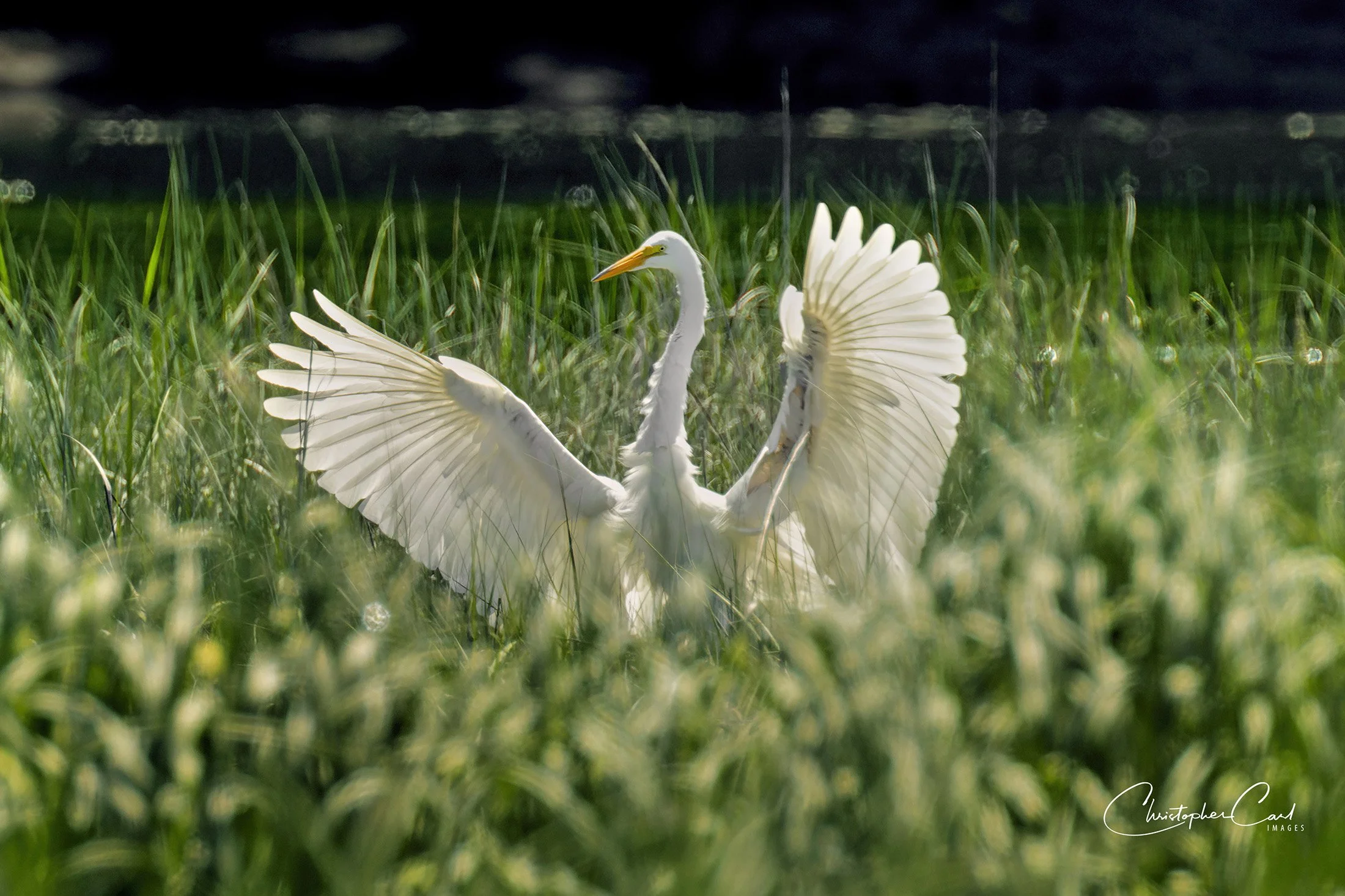great egret landing grass 2023 1.jpg