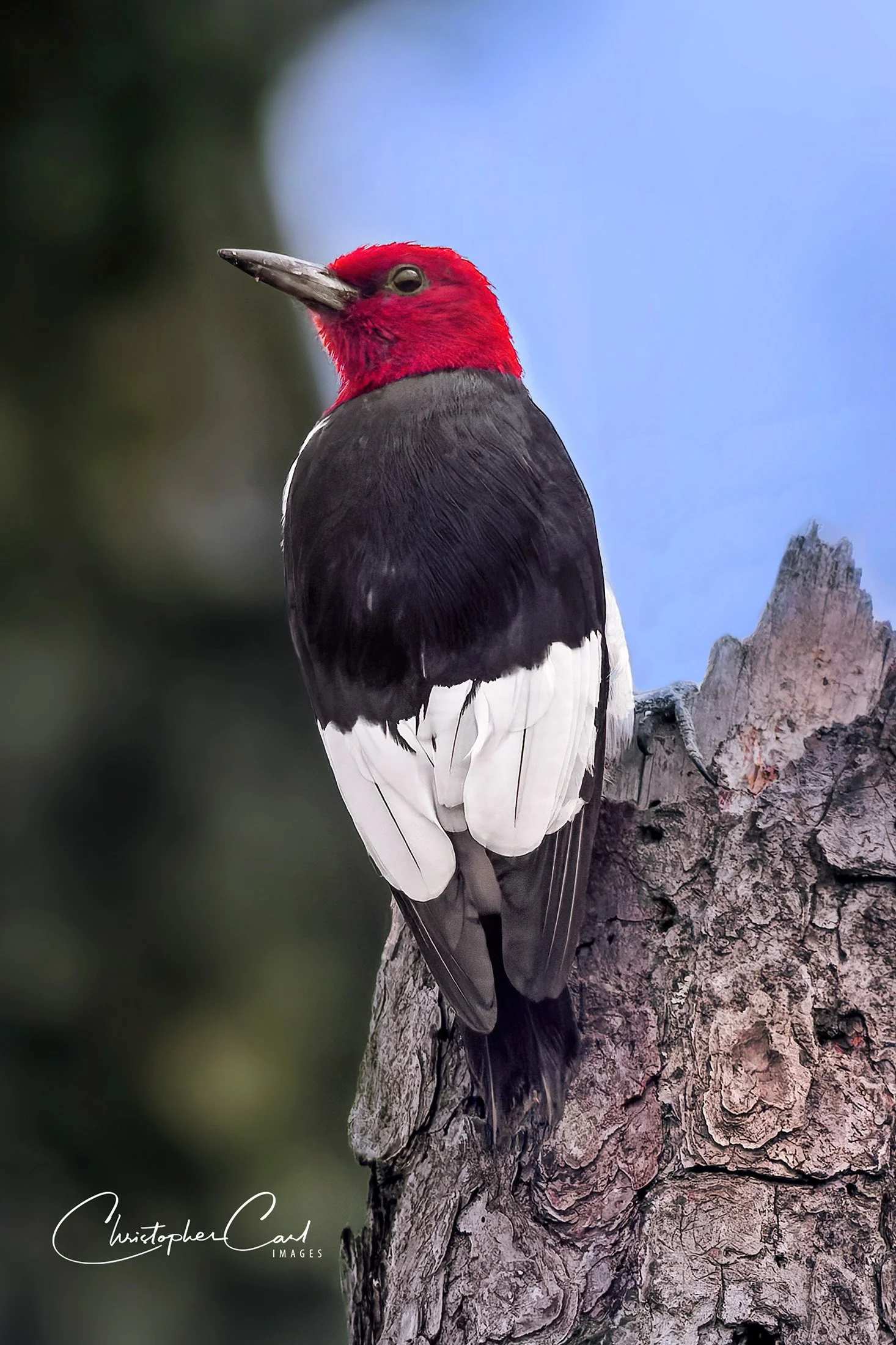 red headed woodpecker portrait jones pond 2025 16.jpg
