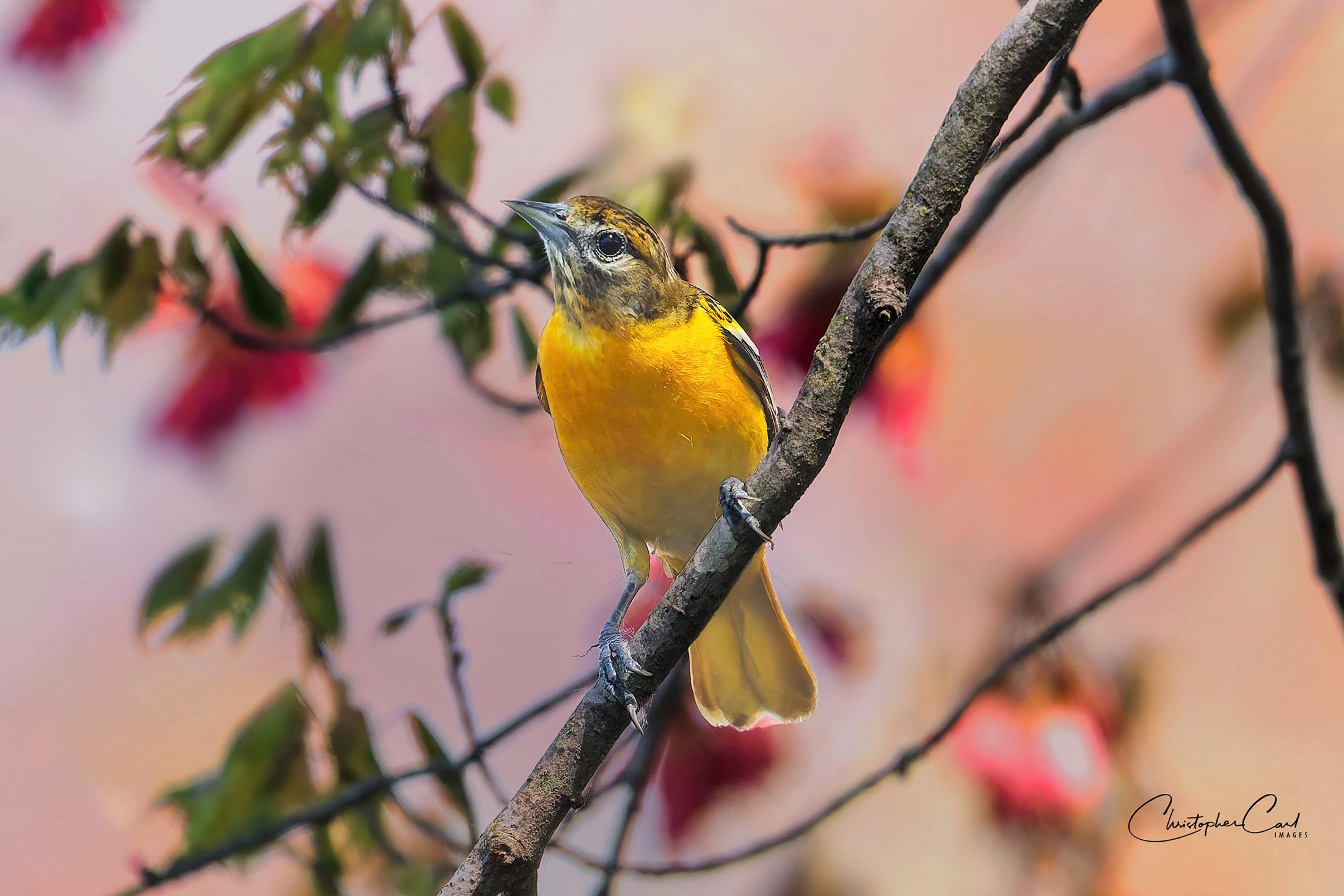 baltimore oriole female southaven 2025 1.jpg