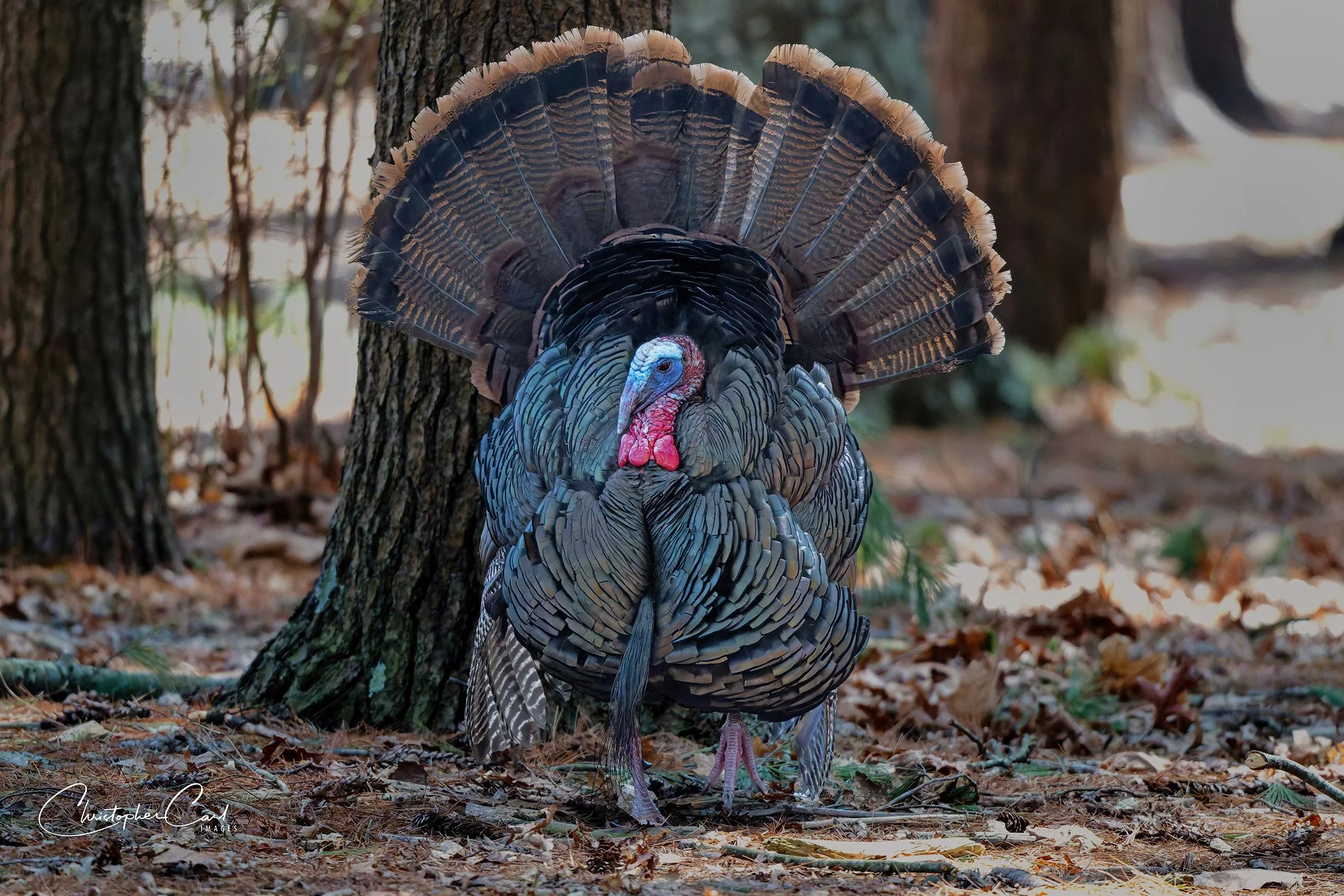 wild turkey tom southaven 2025 9.jpg