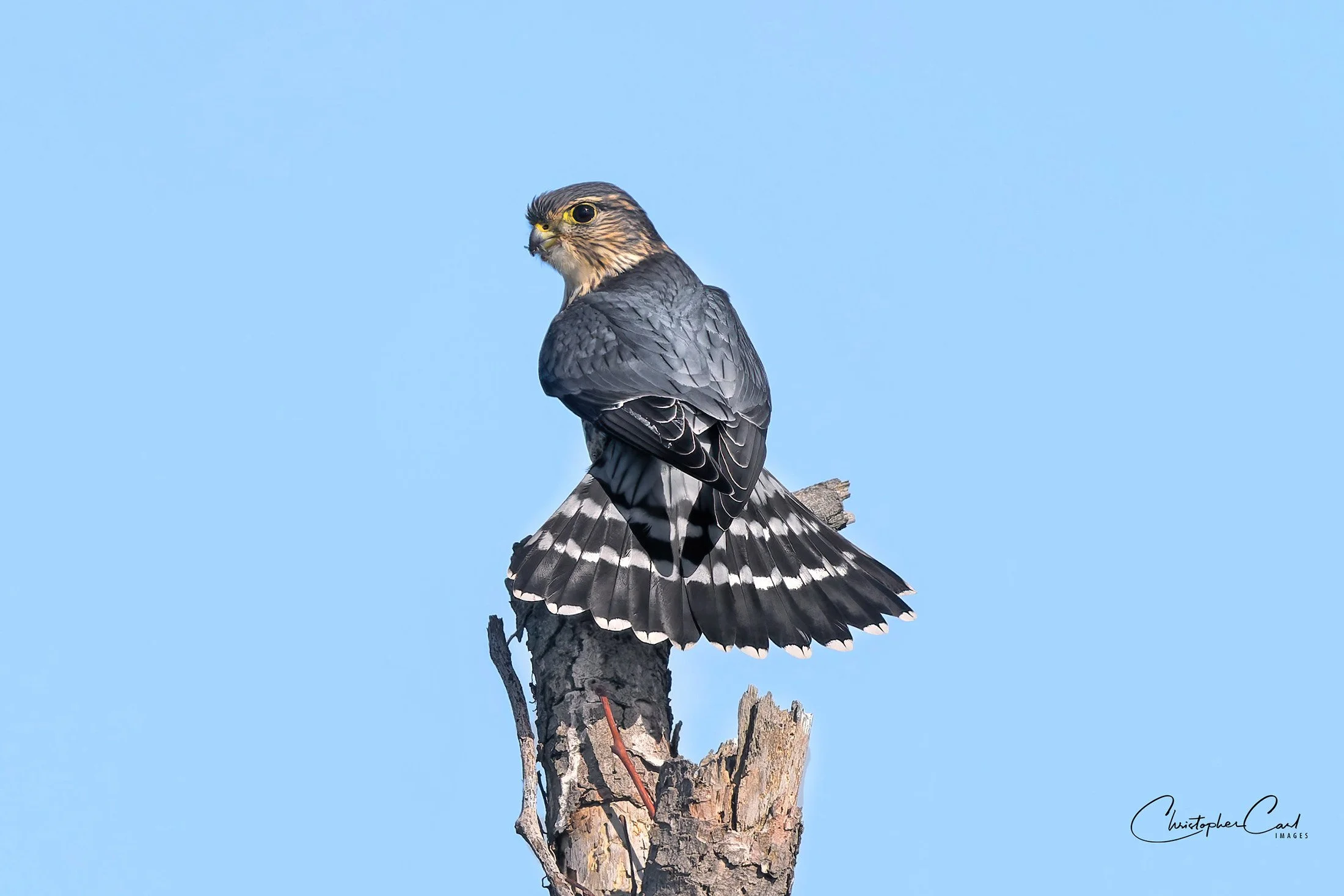 merlin back view tail bobby mo 2025 31.jpg